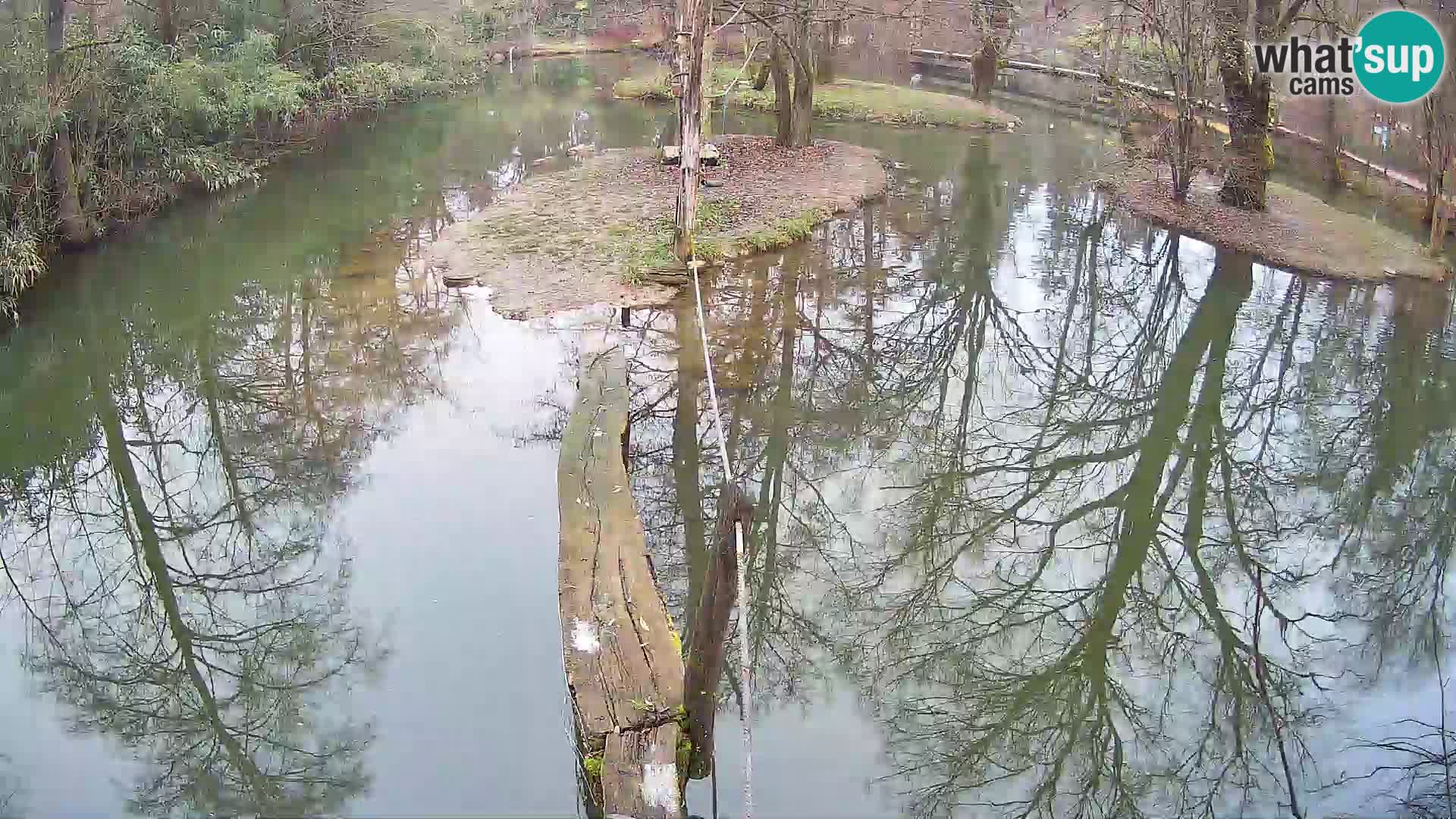 Black and white ruffed lemur Ljubljana Zoo live cam
