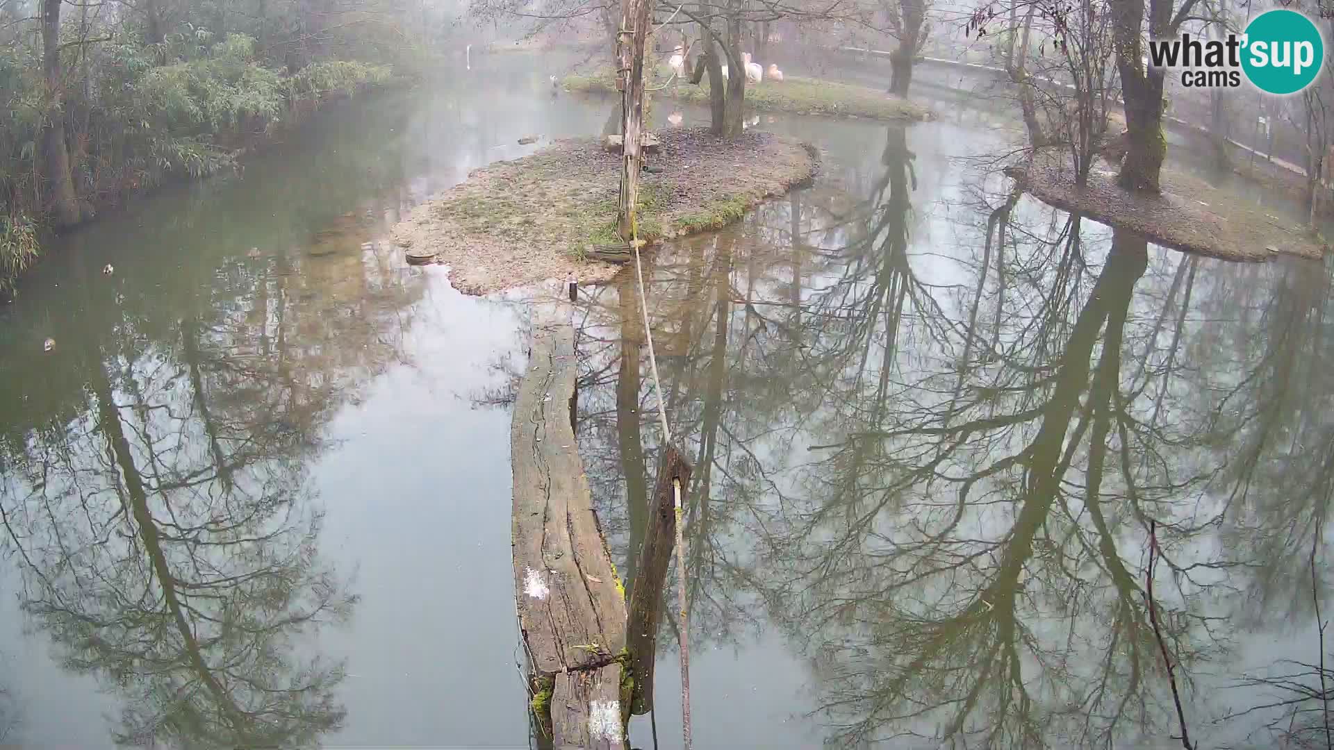 Schwarzweiße Vari Zoo Ljubljana webcam