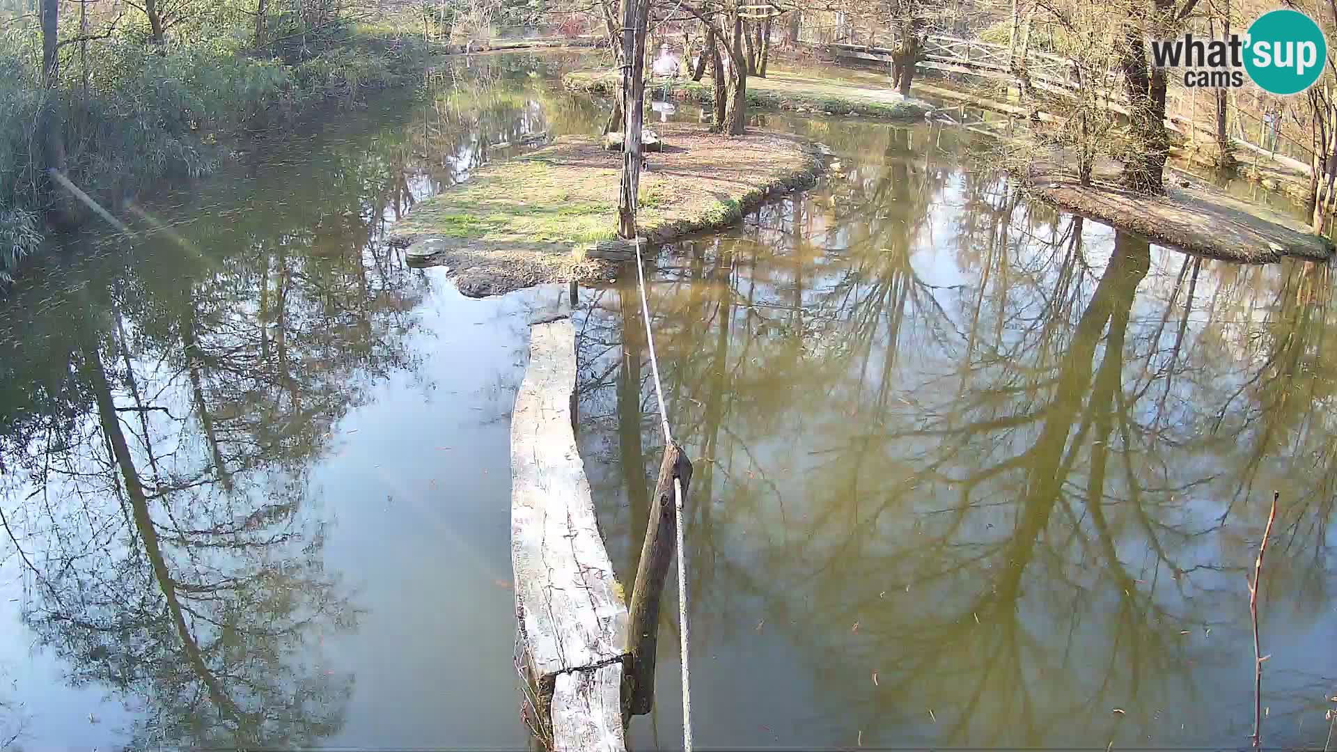 Navadni vari u živo – Ljubljana zoo