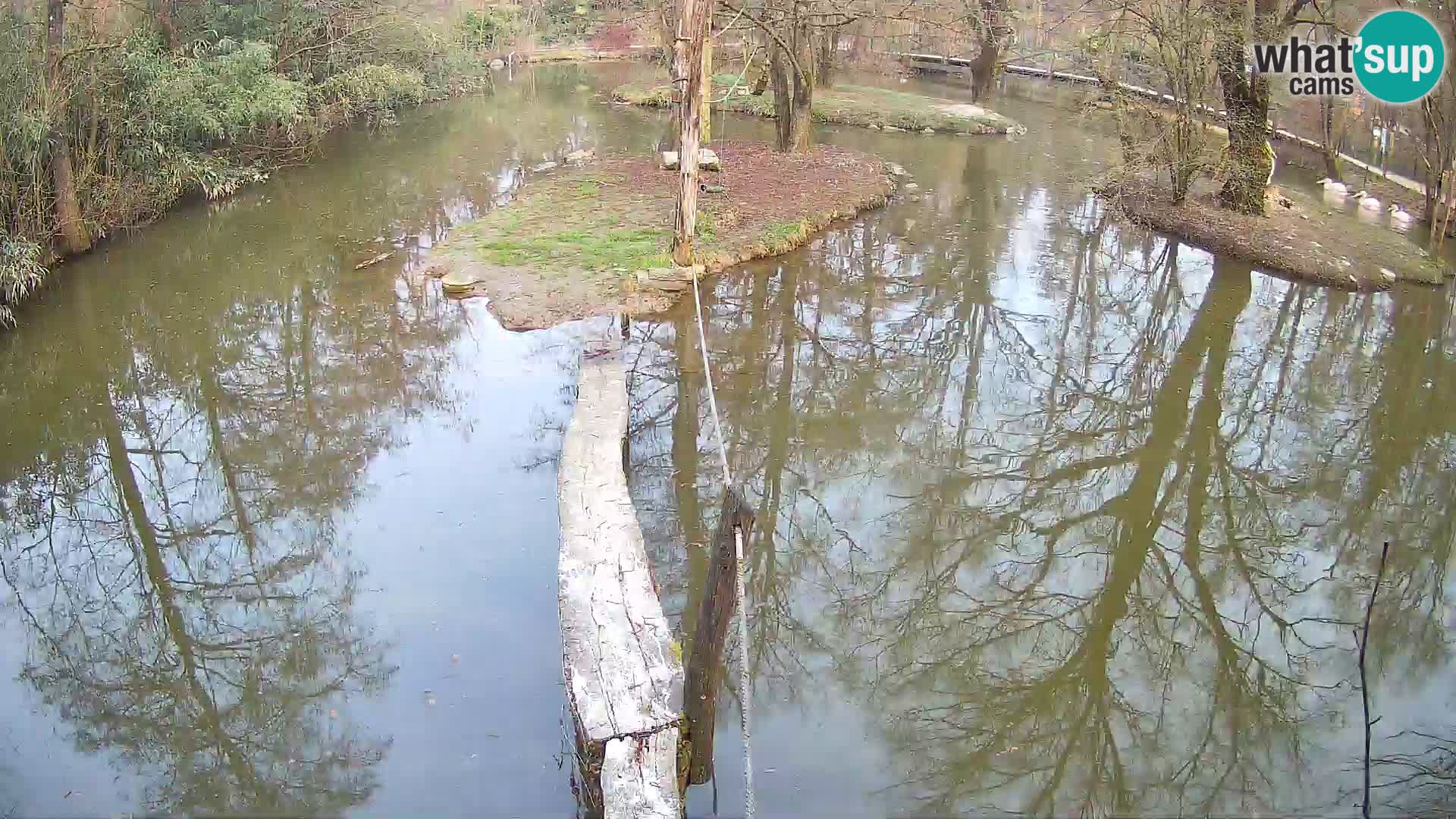Navadni vari u živo – Ljubljana zoo