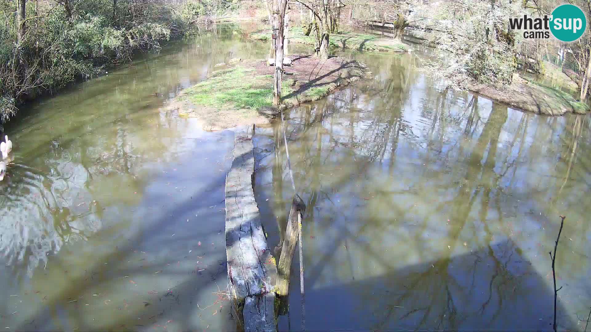 Navadni vari v živo – Ljubljana živalski vrt