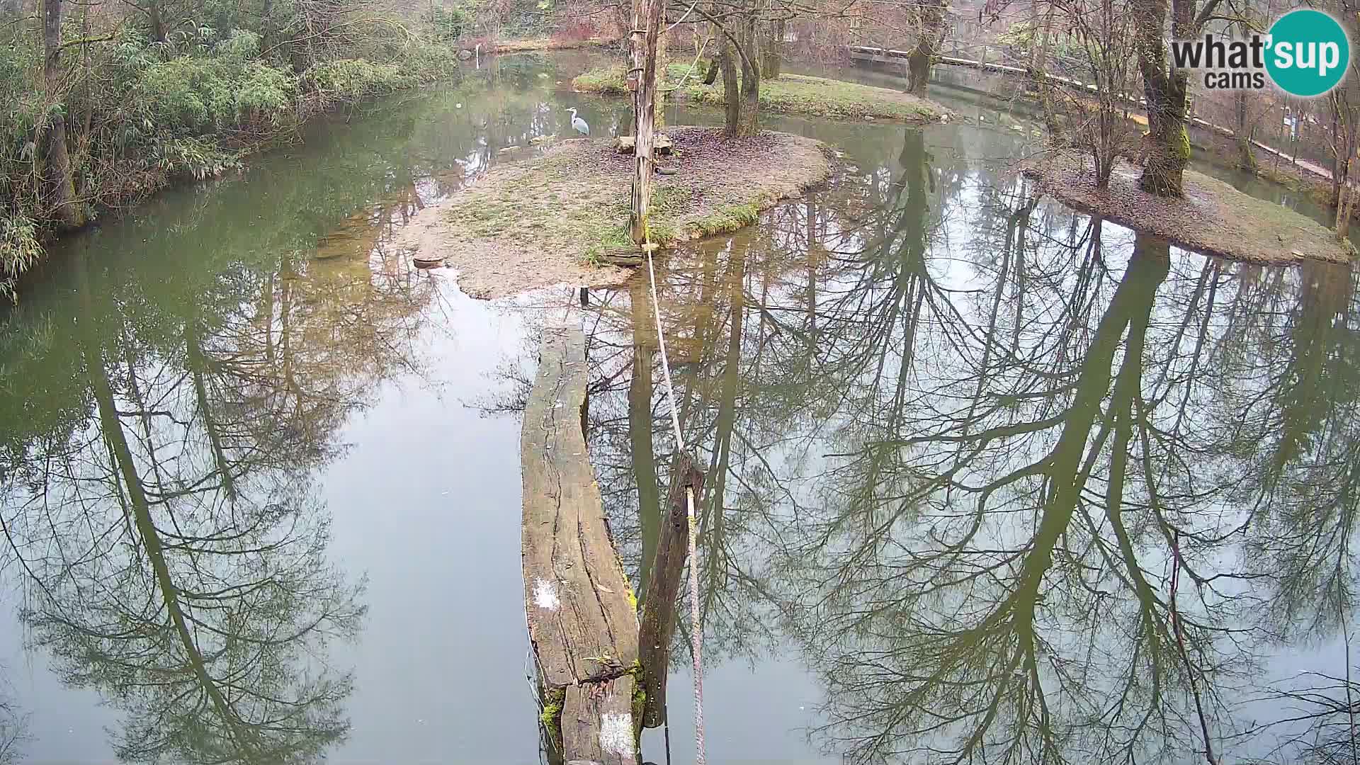 Vari bianconero Zoo Ljubljana webcam
