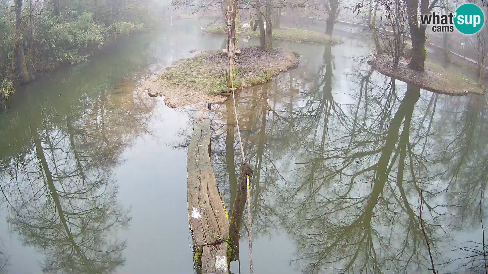 Navadni vari u živo – Ljubljana zoo