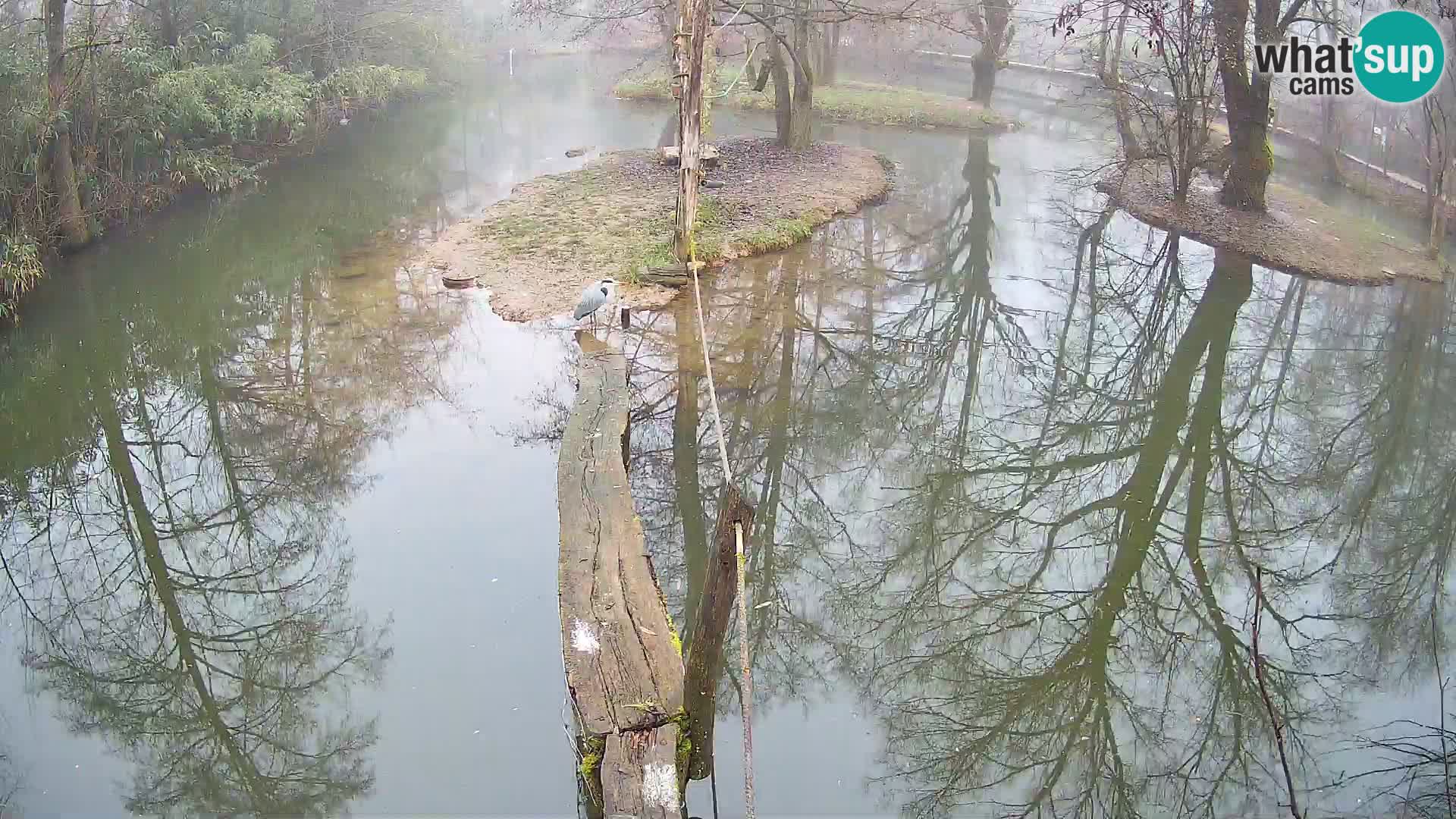 Vari noir et blanc – Ljubljana ZOO livecam