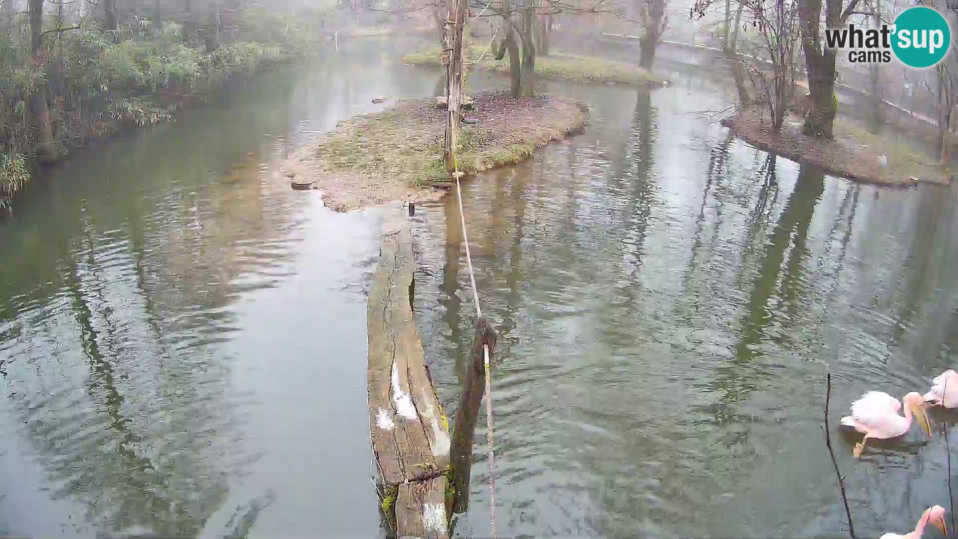 Schwarzweiße Vari Zoo Ljubljana webcam