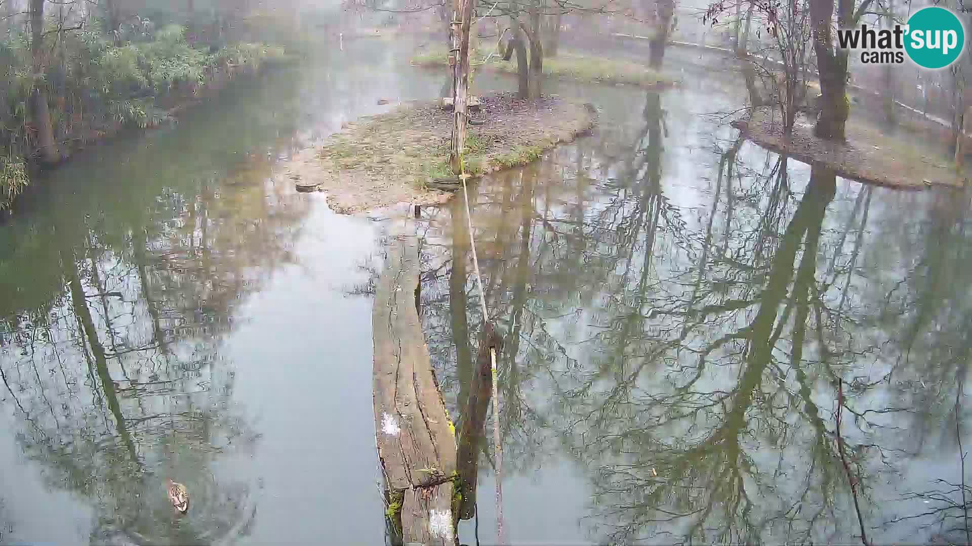 Black and white ruffed lemur Ljubljana Zoo live cam