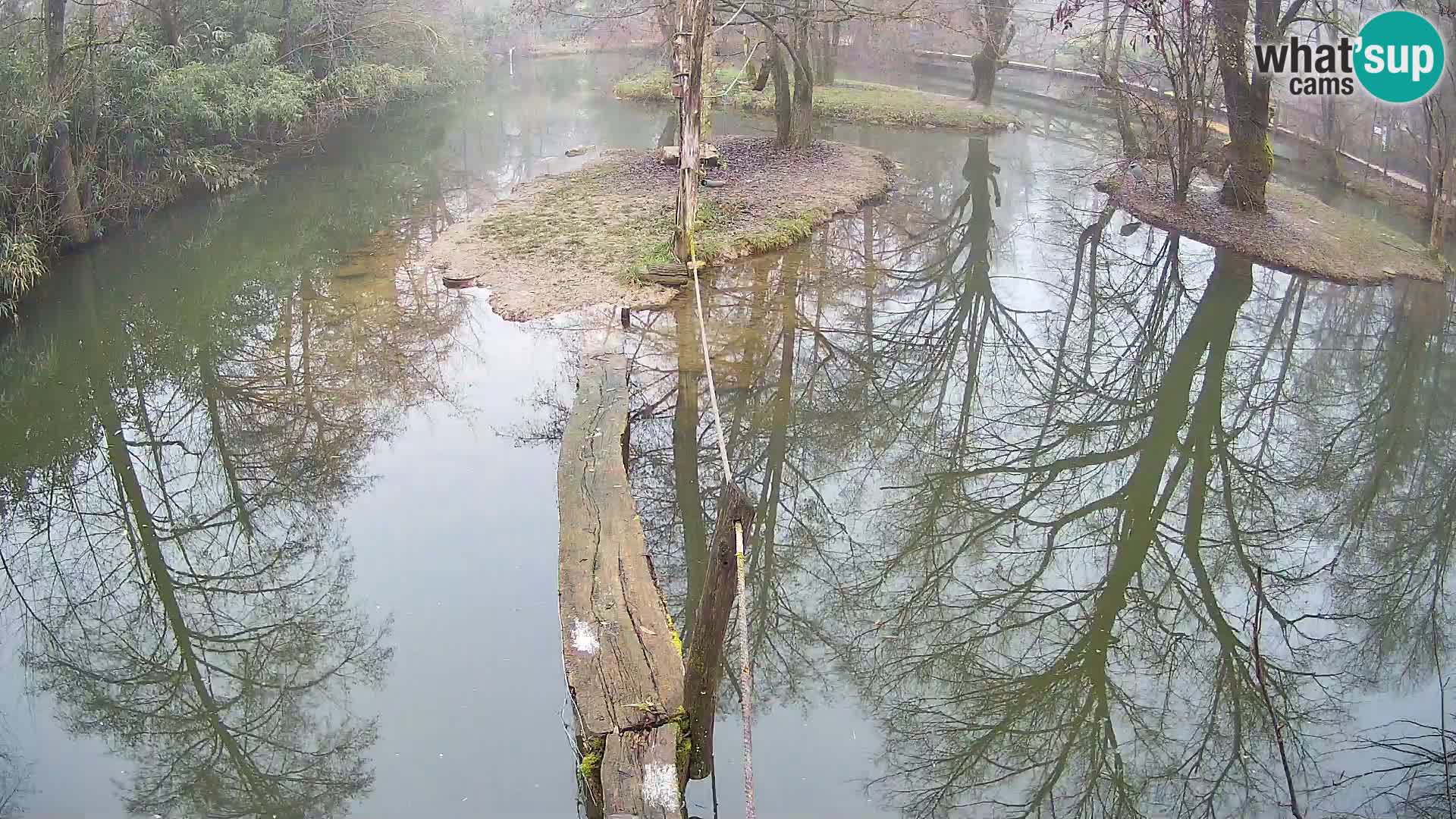 Schwarzweiße Vari Zoo Ljubljana webcam