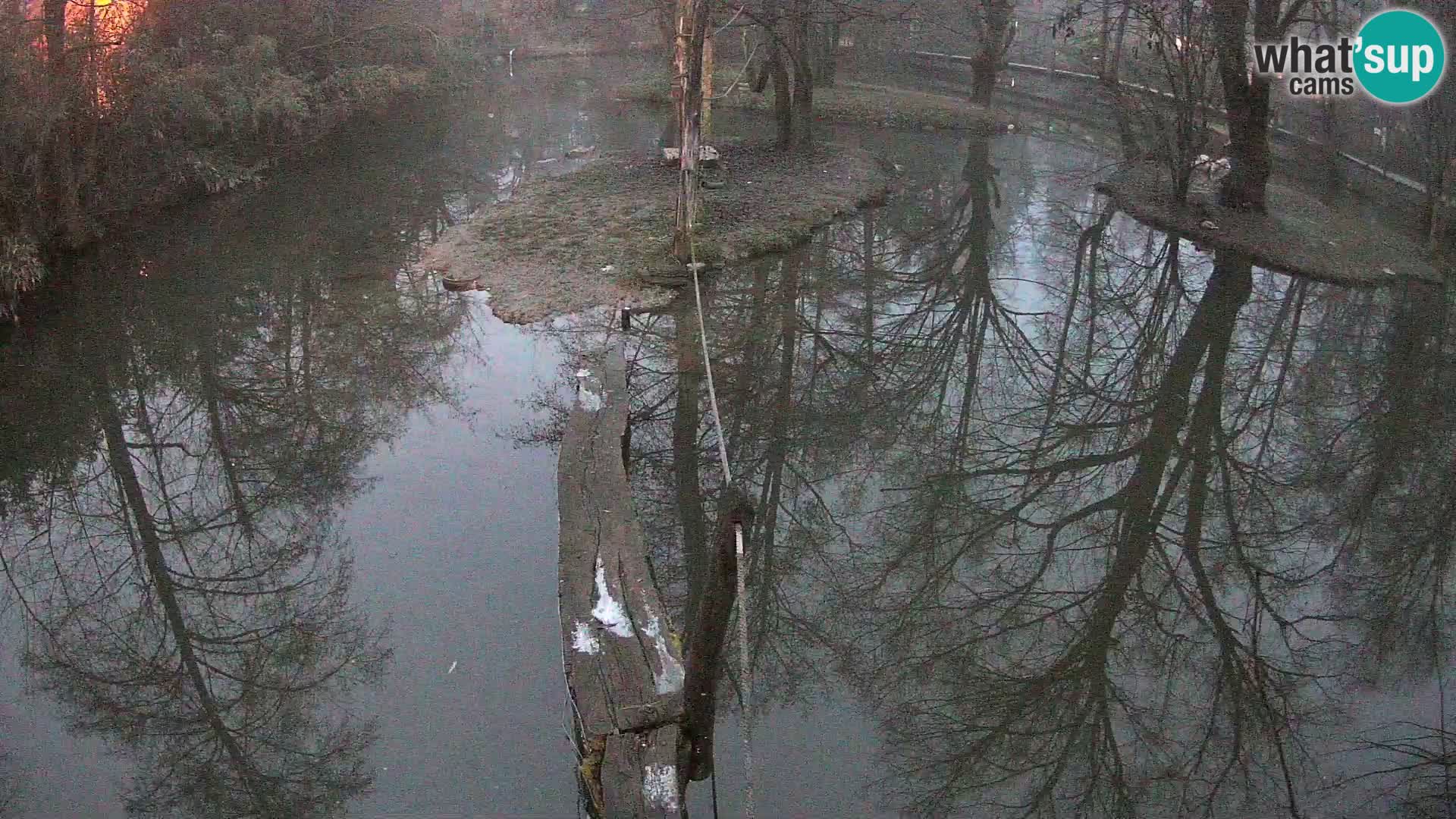 Navadni vari u živo – Ljubljana zoo
