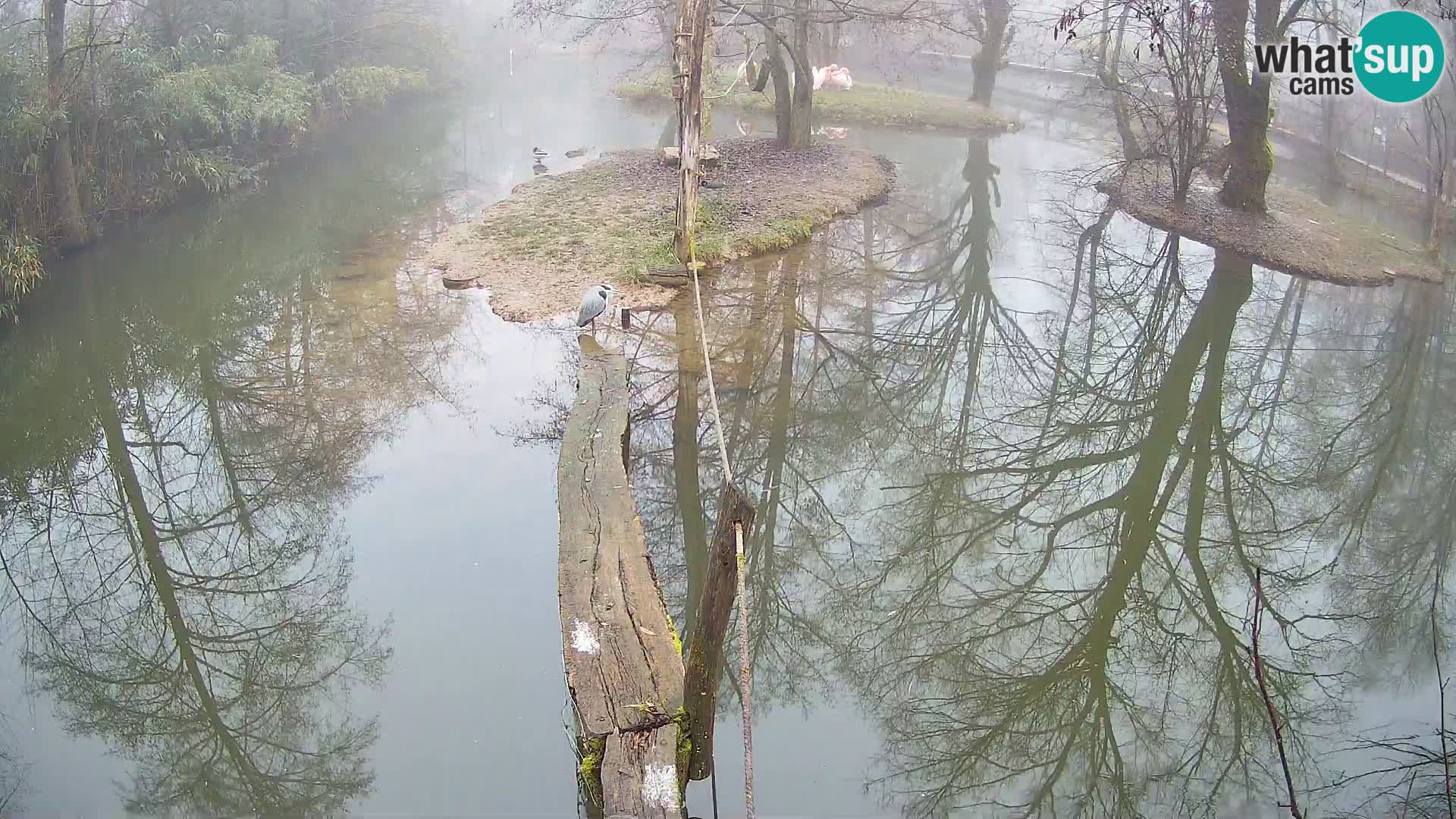 Vari noir et blanc – Ljubljana ZOO livecam