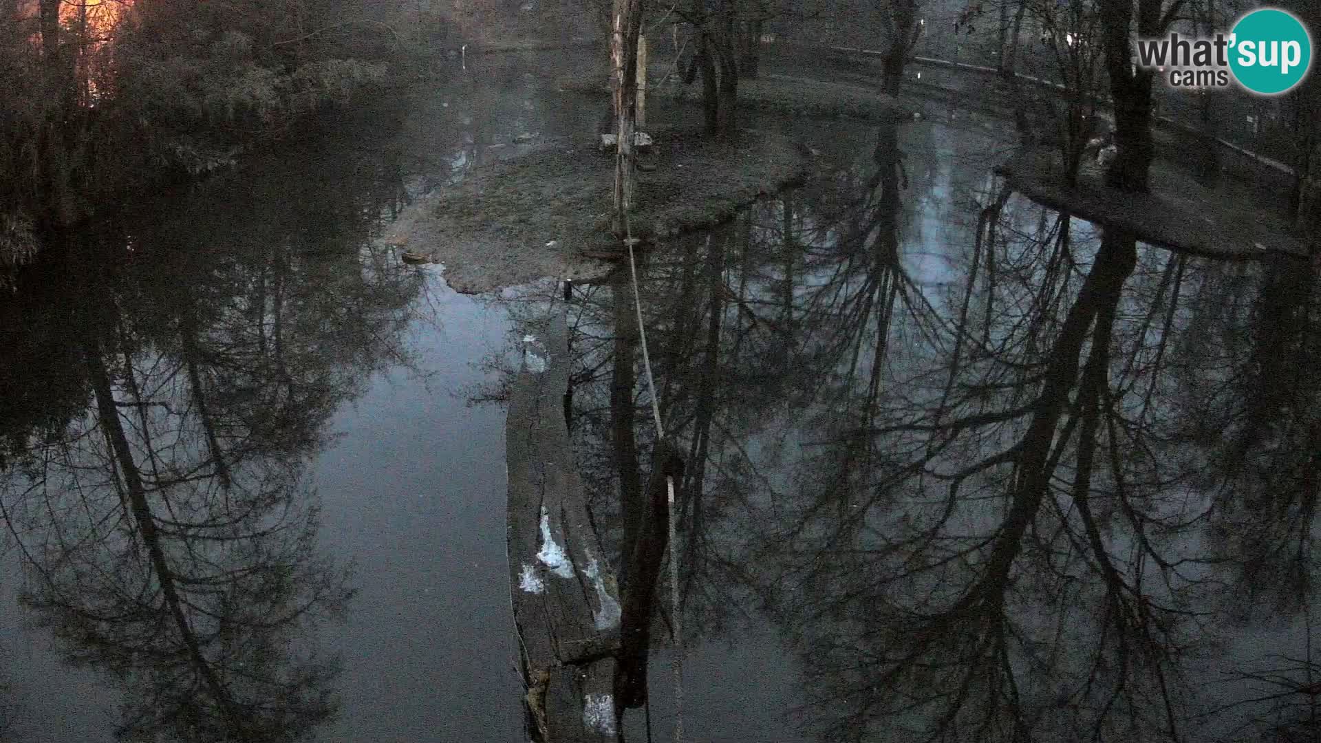 Vari bianconero Zoo Ljubljana webcam