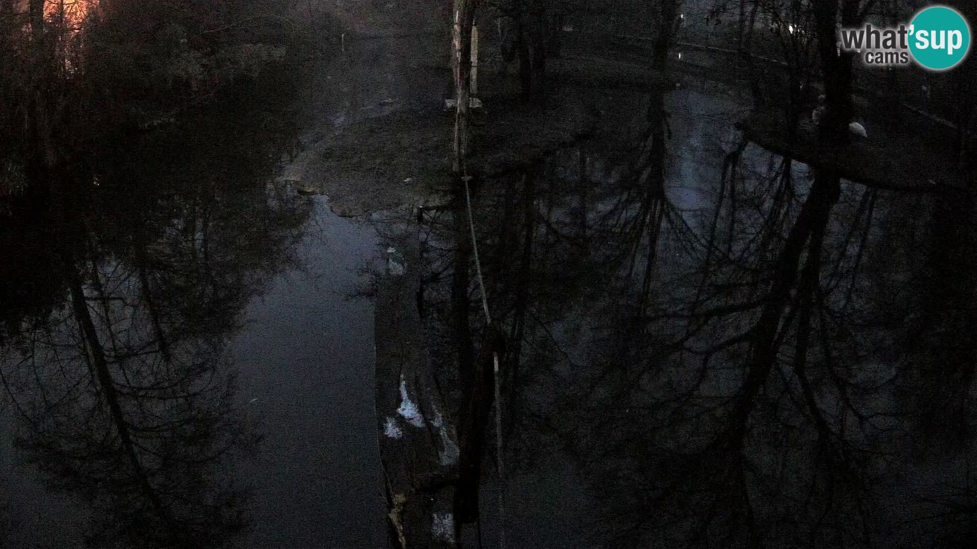 Vari noir et blanc – Ljubljana ZOO  livecam