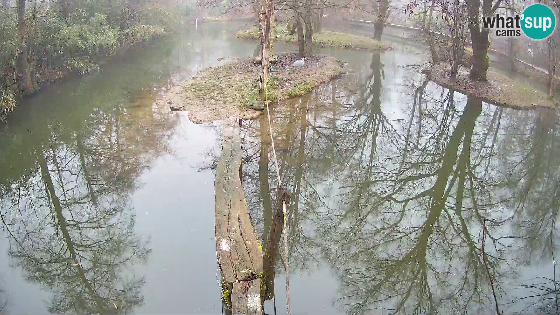 Schwarzweiße Vari Zoo Ljubljana webcam