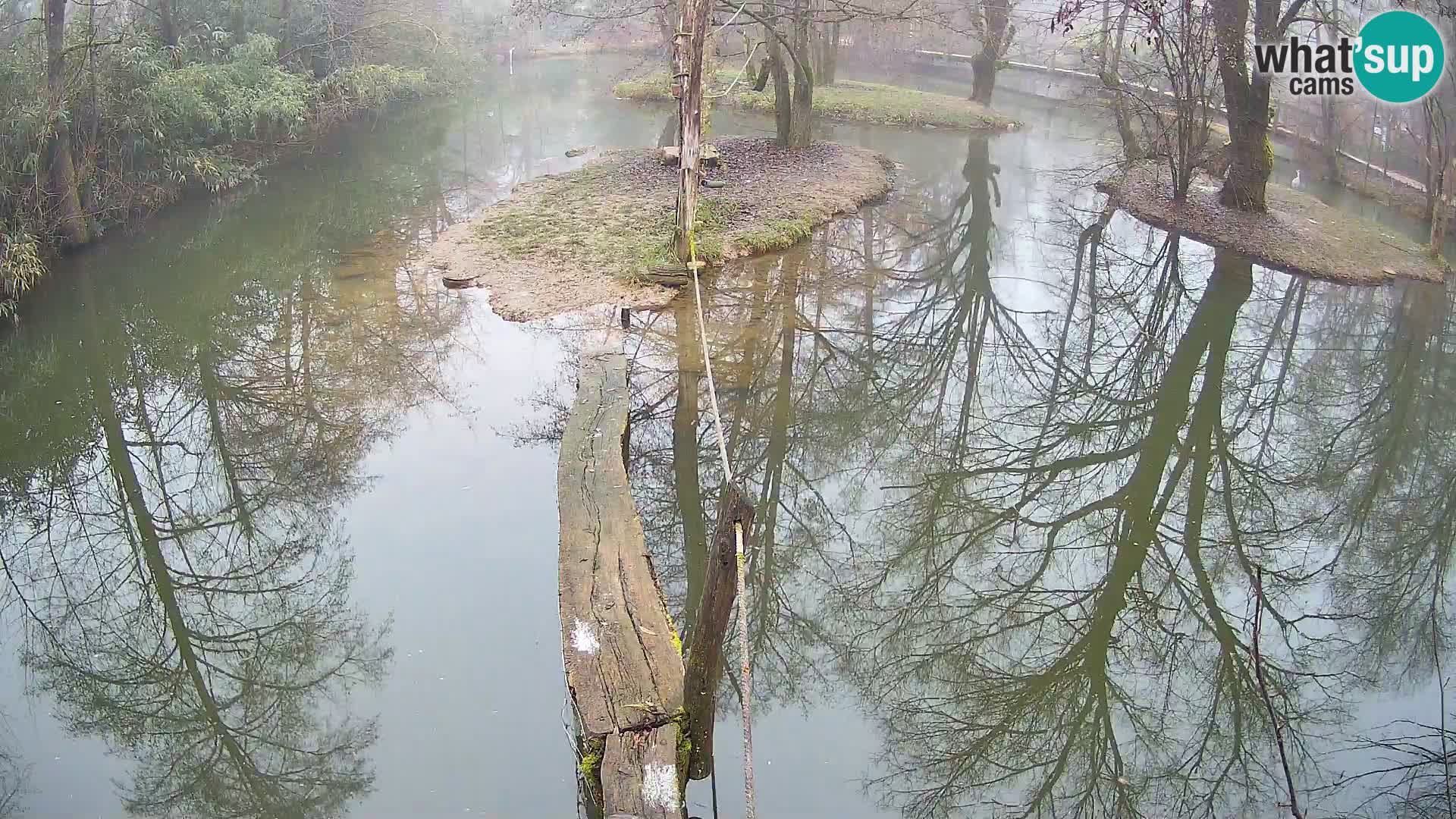 Navadni vari v živo – Ljubljana živalski vrt
