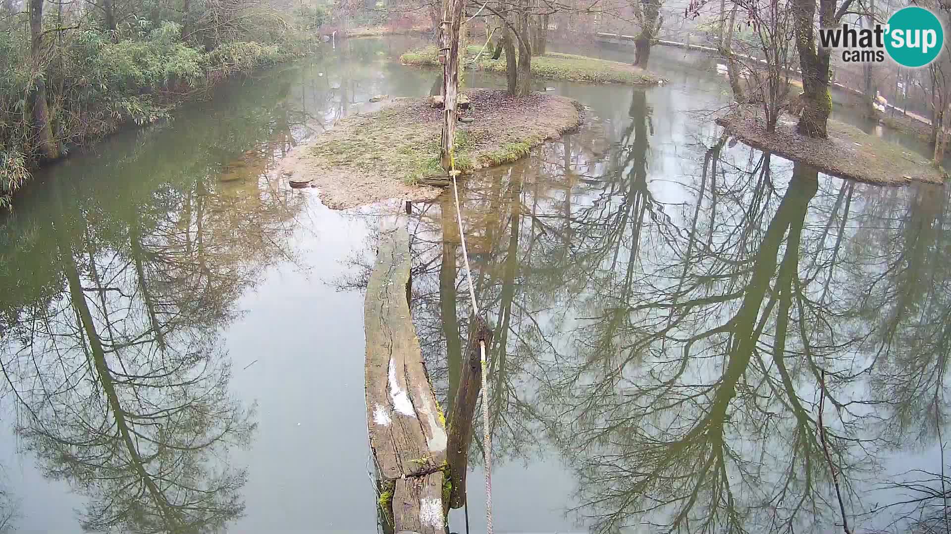 Navadni vari v živo – Ljubljana živalski vrt