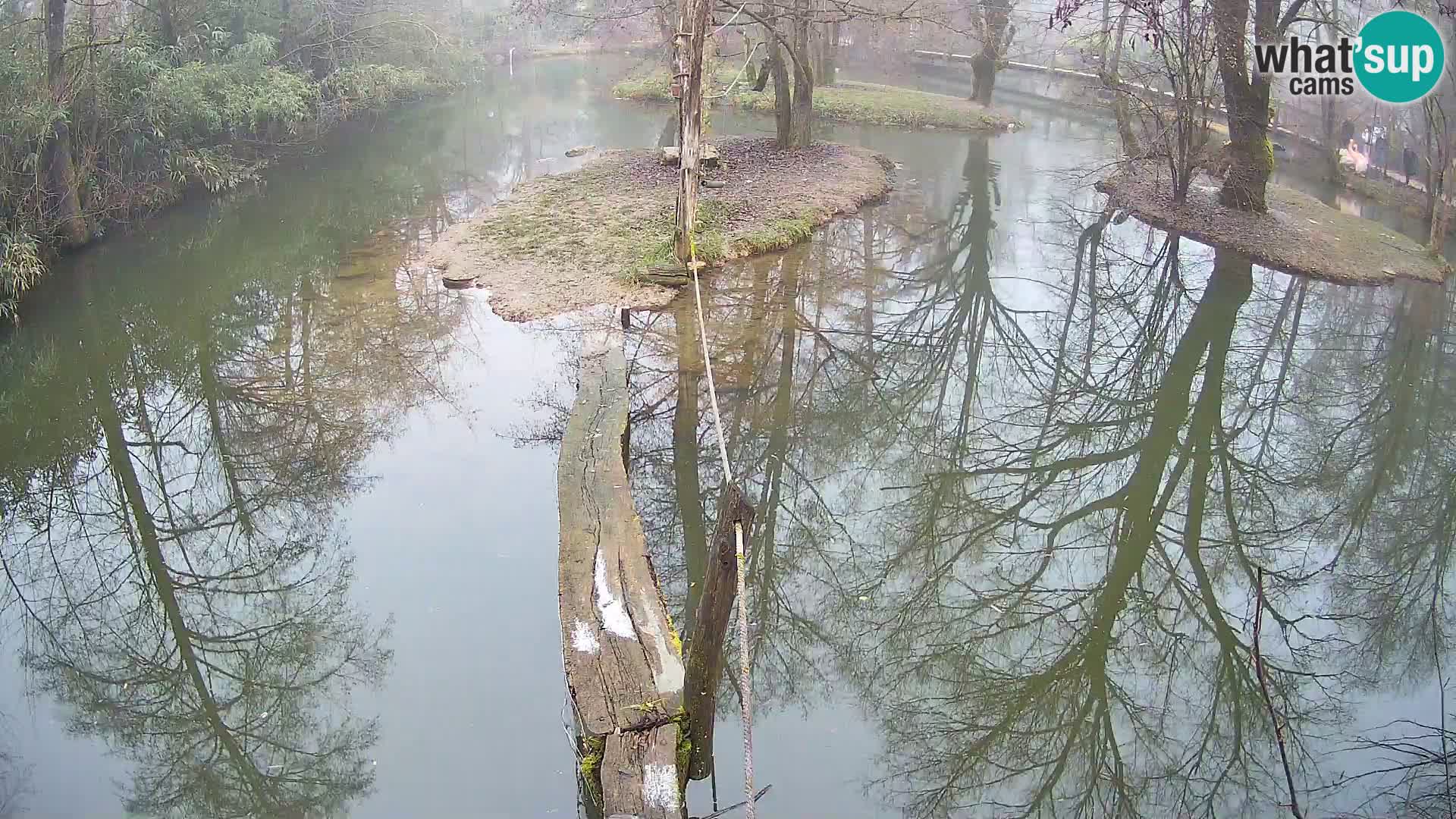 Schwarzweiße Vari Zoo Ljubljana webcam
