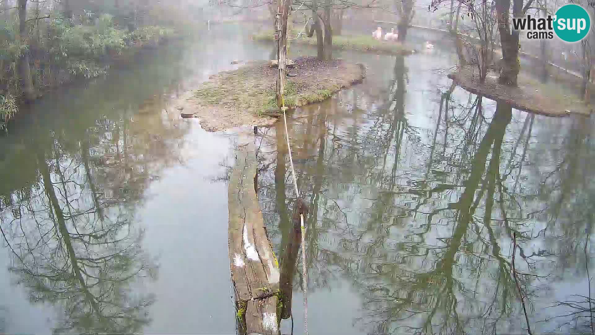 Lémur rufo blanco y negro – Ljubljana Zoo en vivo