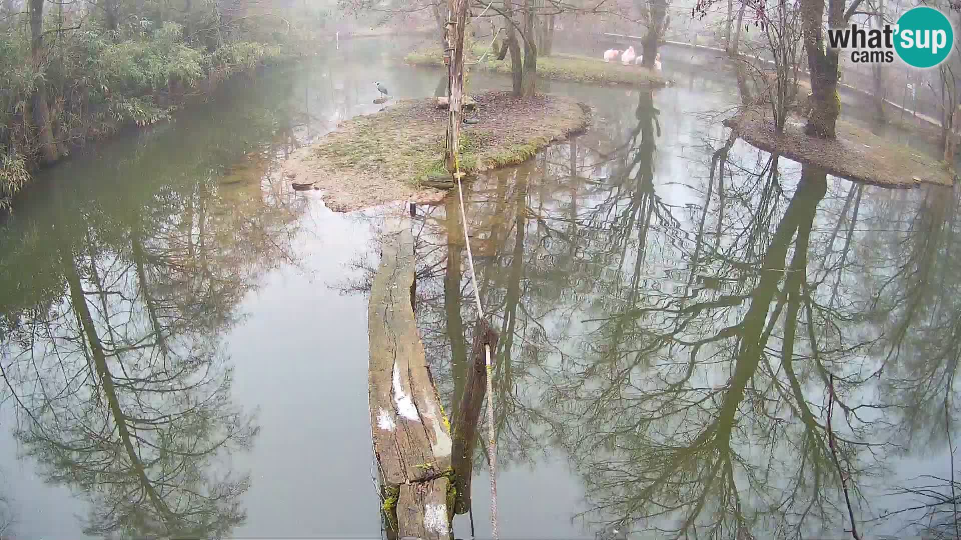 Navadni vari v živo – Ljubljana živalski vrt