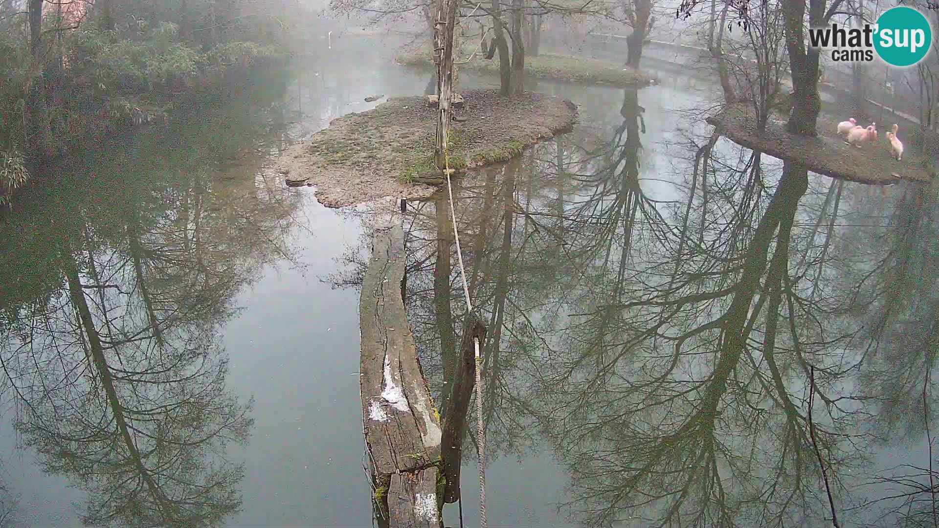 Lémur rufo blanco y negro – Ljubljana Zoo en vivo