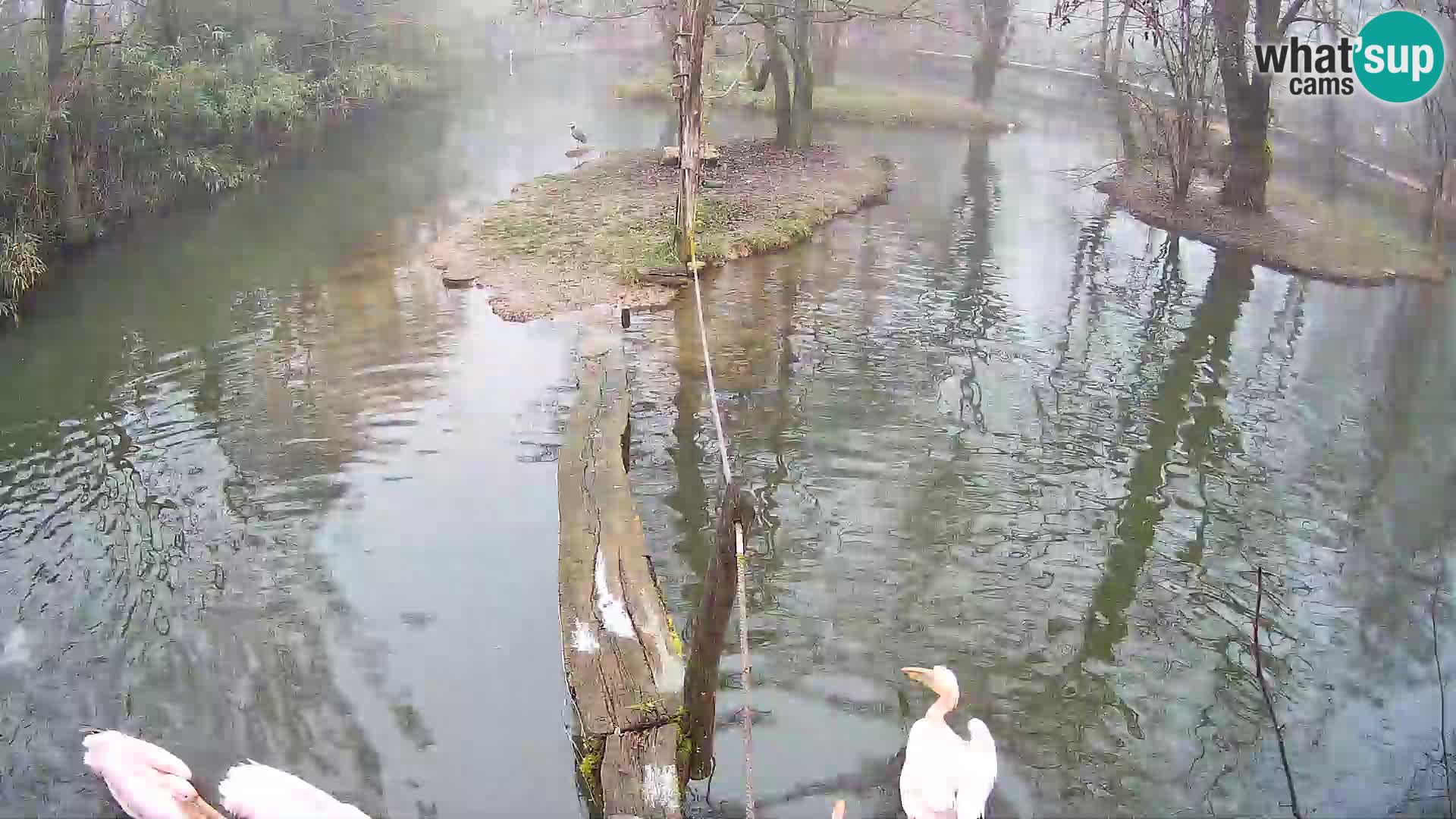 Navadni vari u živo – Ljubljana zoo