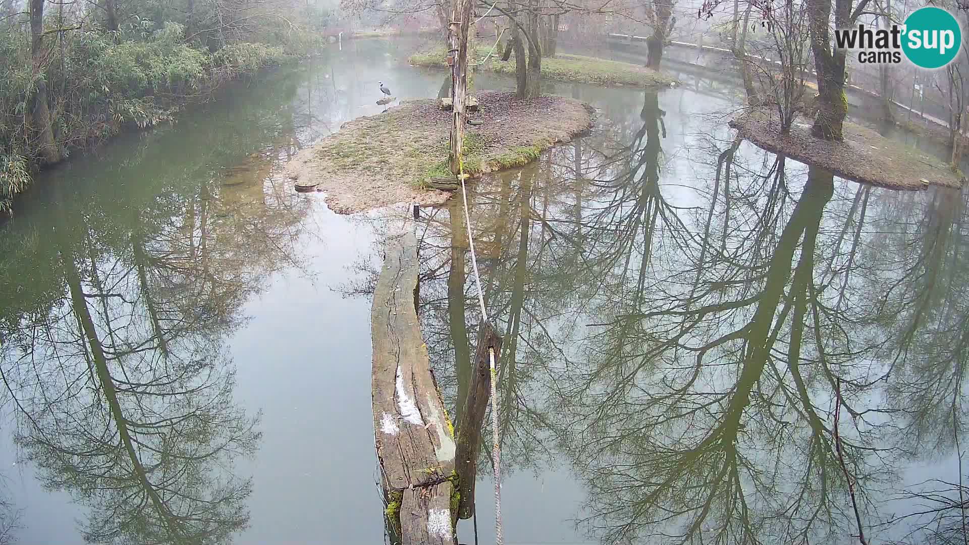 Vari bianconero Zoo Ljubljana webcam