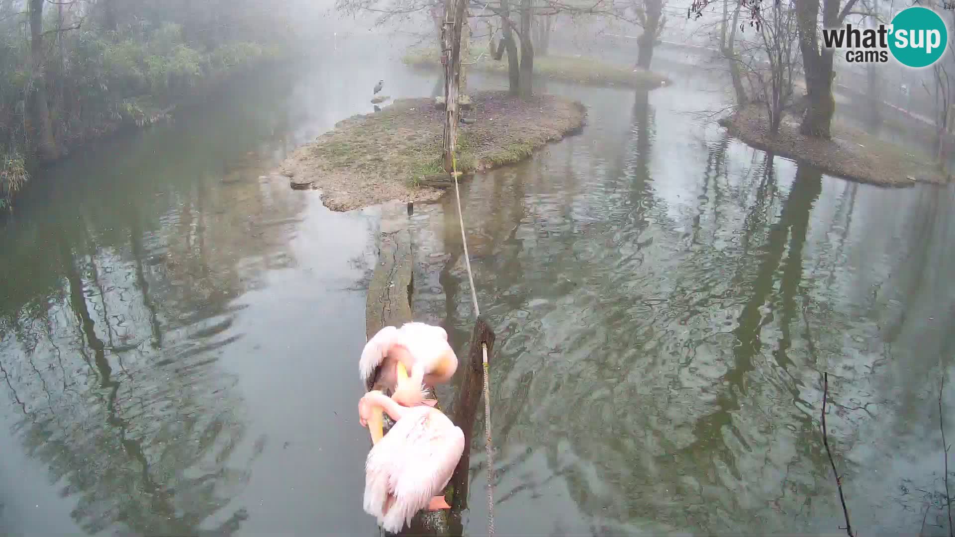 Navadni vari v živo – Ljubljana živalski vrt
