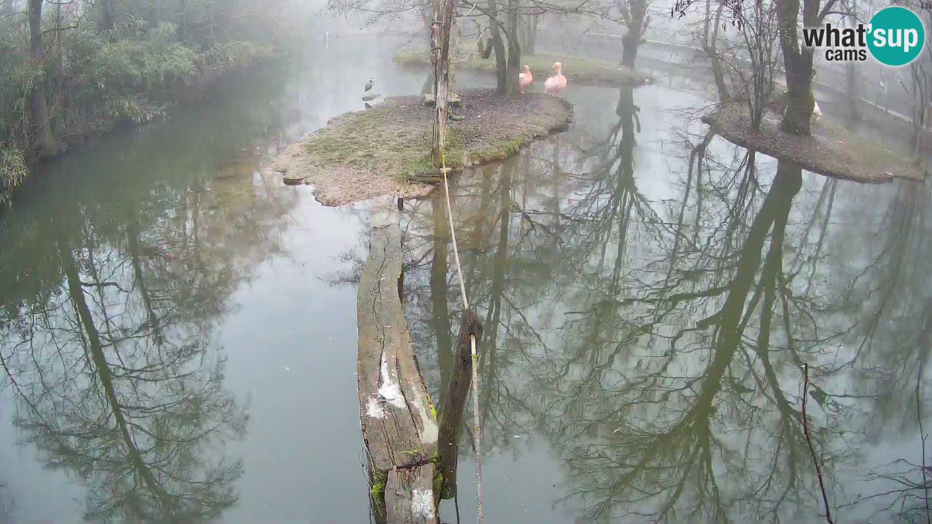 Vari bianconero Zoo Ljubljana webcam