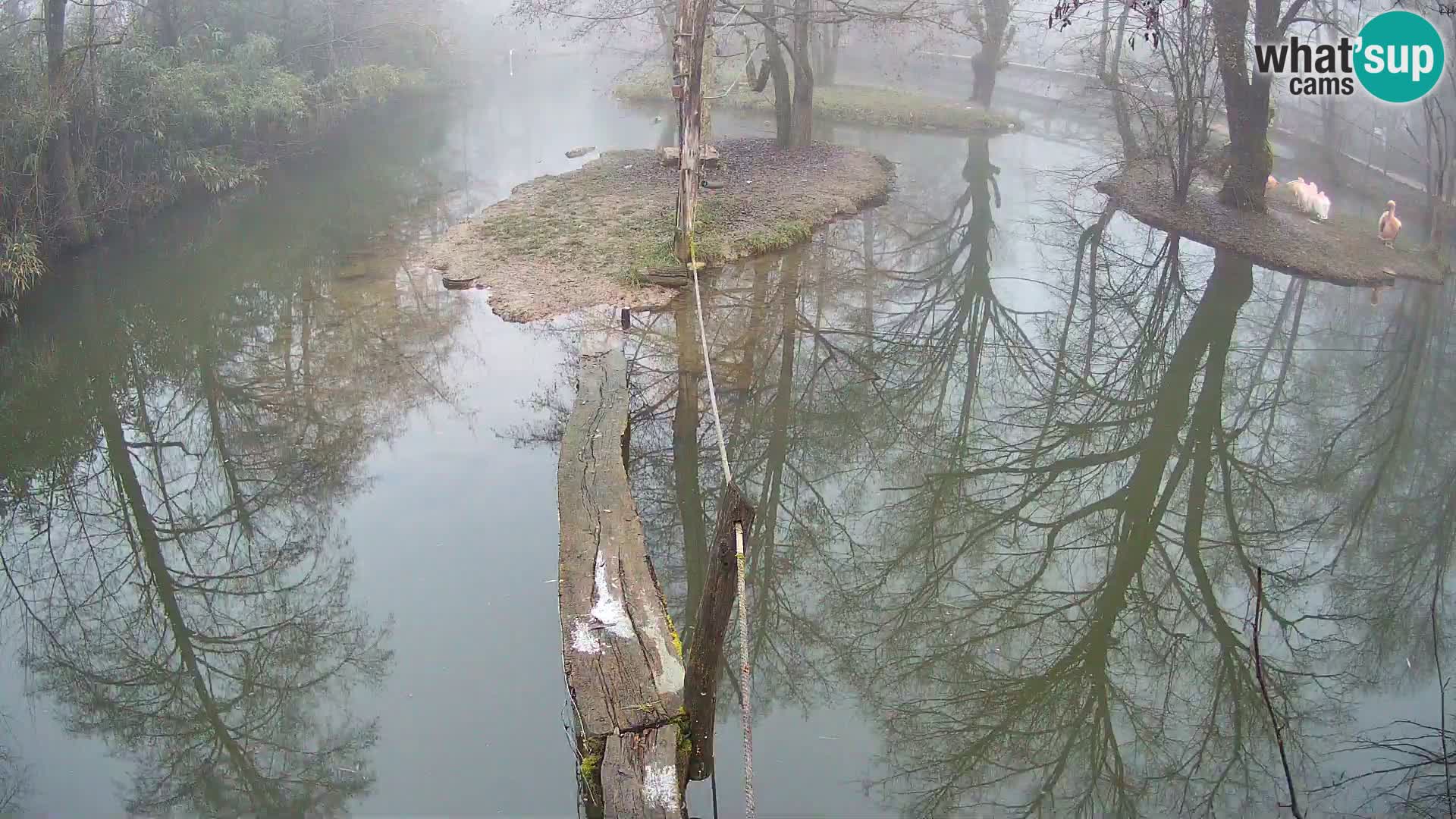 Lémur rufo blanco y negro – Ljubljana Zoo en vivo