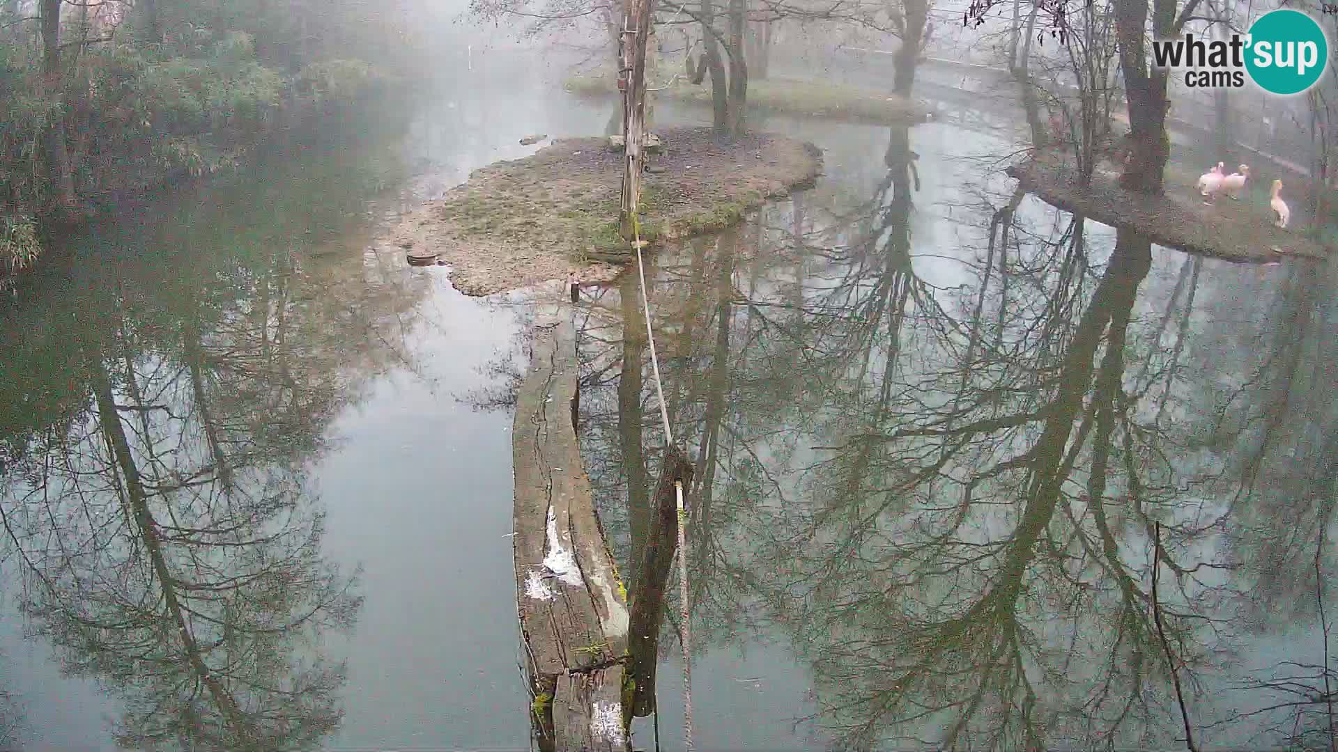Black and white ruffed lemur Ljubljana Zoo live cam
