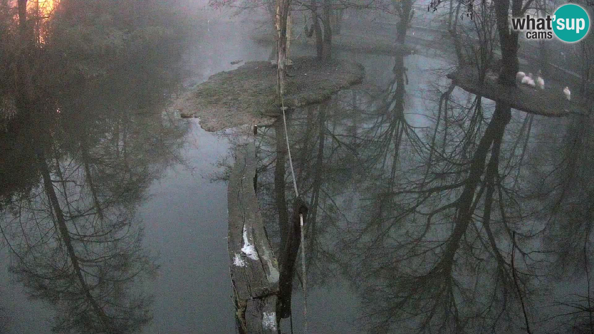 Vari noir et blanc – Ljubljana ZOO livecam