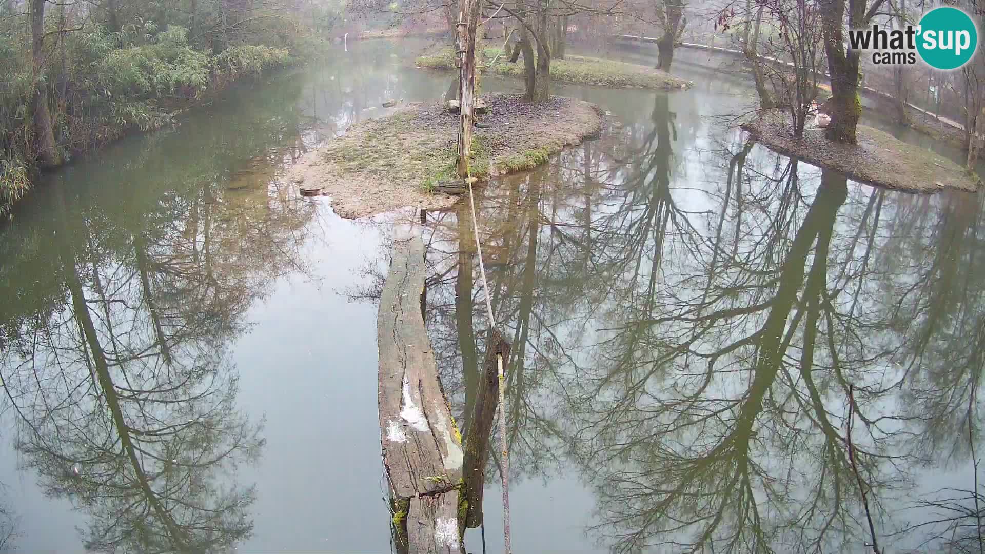 Navadni vari u živo – Ljubljana zoo