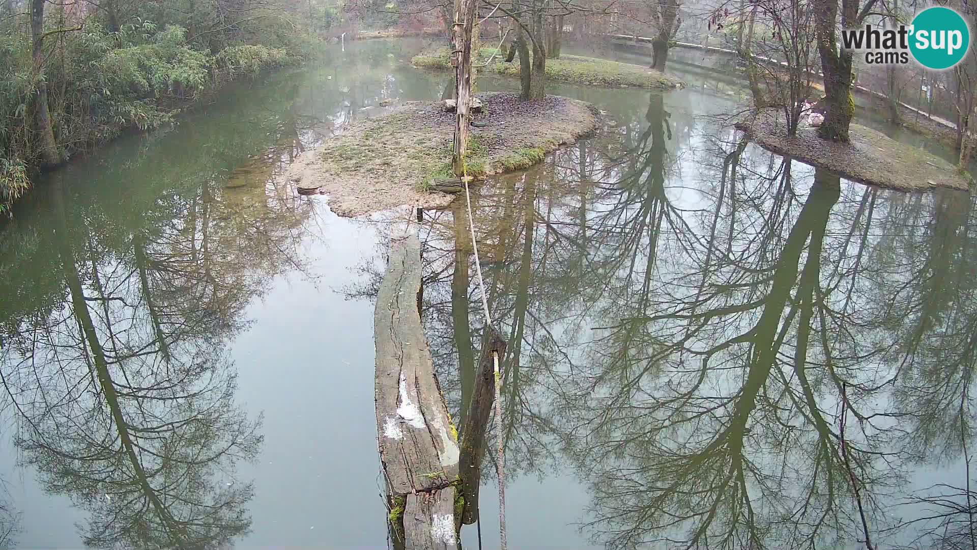 Vari bianconero Zoo Ljubljana webcam