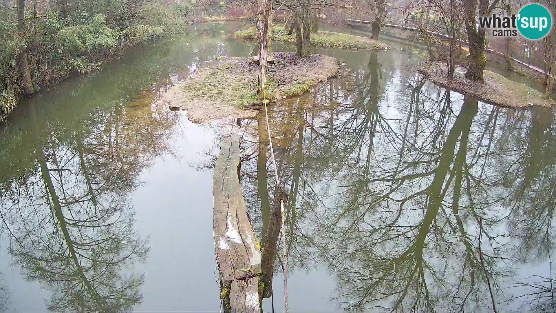 Schwarzweiße Vari Zoo Ljubljana webcam