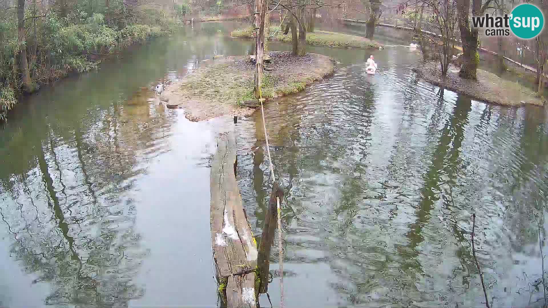Navadni vari v živo – Ljubljana živalski vrt