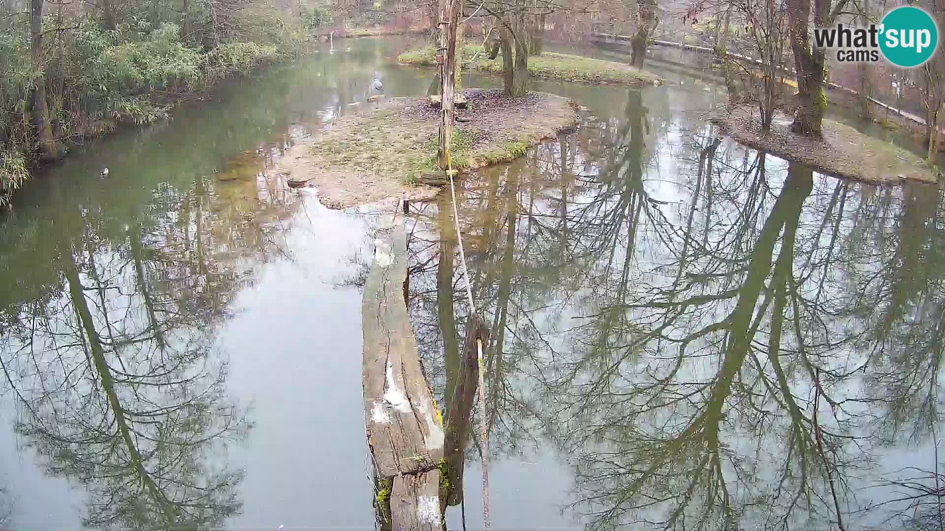 Schwarzweiße Vari Zoo Ljubljana webcam