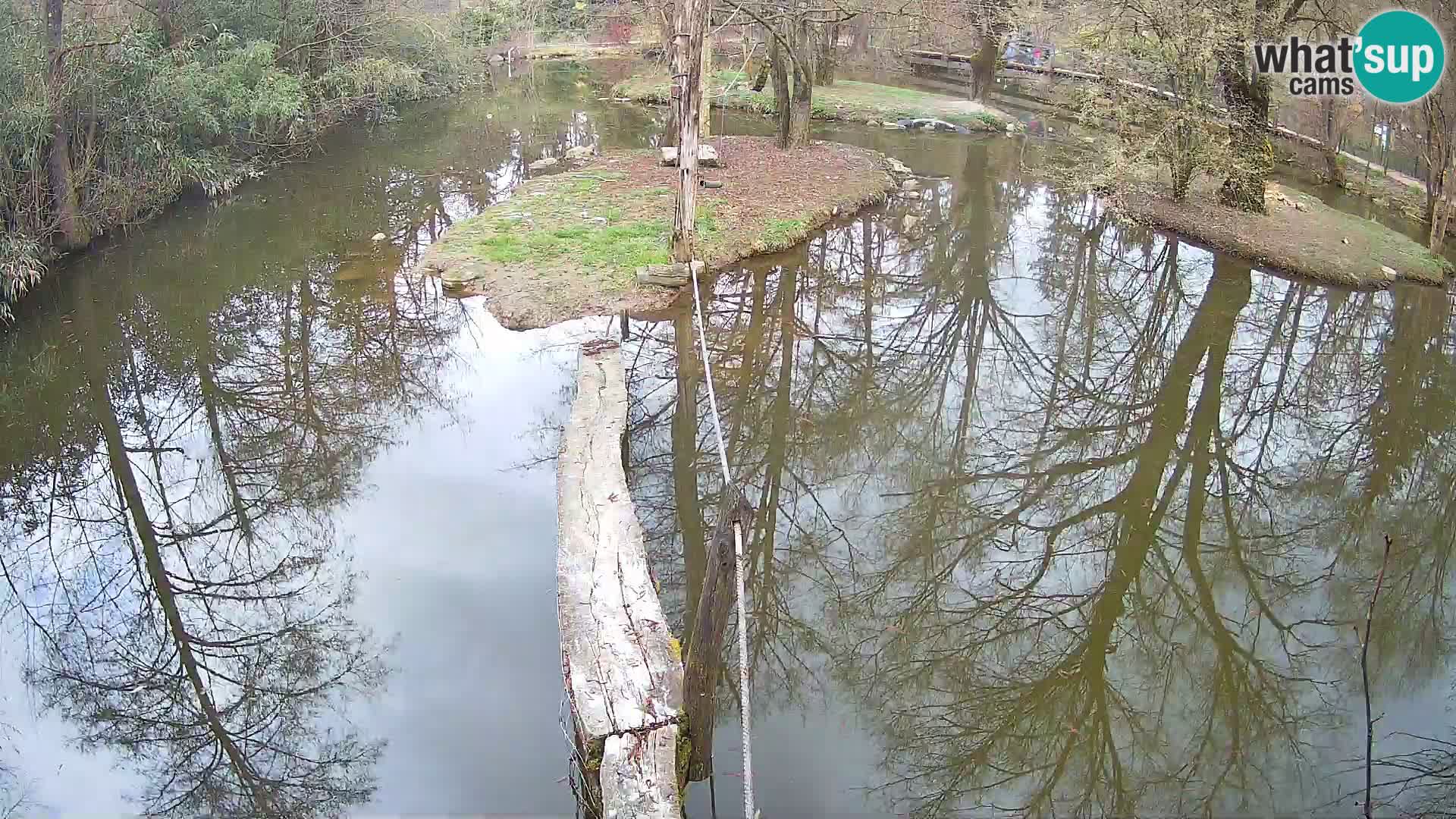 Black and white ruffed lemur Ljubljana Zoo live cam