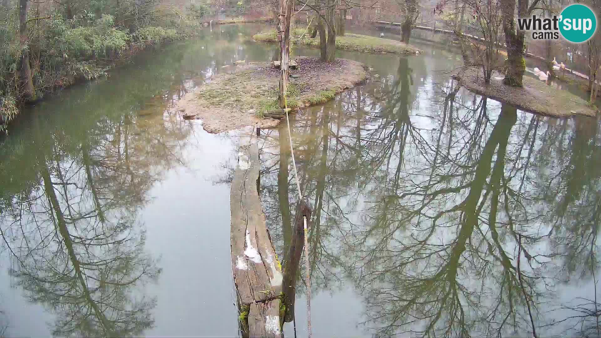 Schwarzweiße Vari Zoo Ljubljana webcam