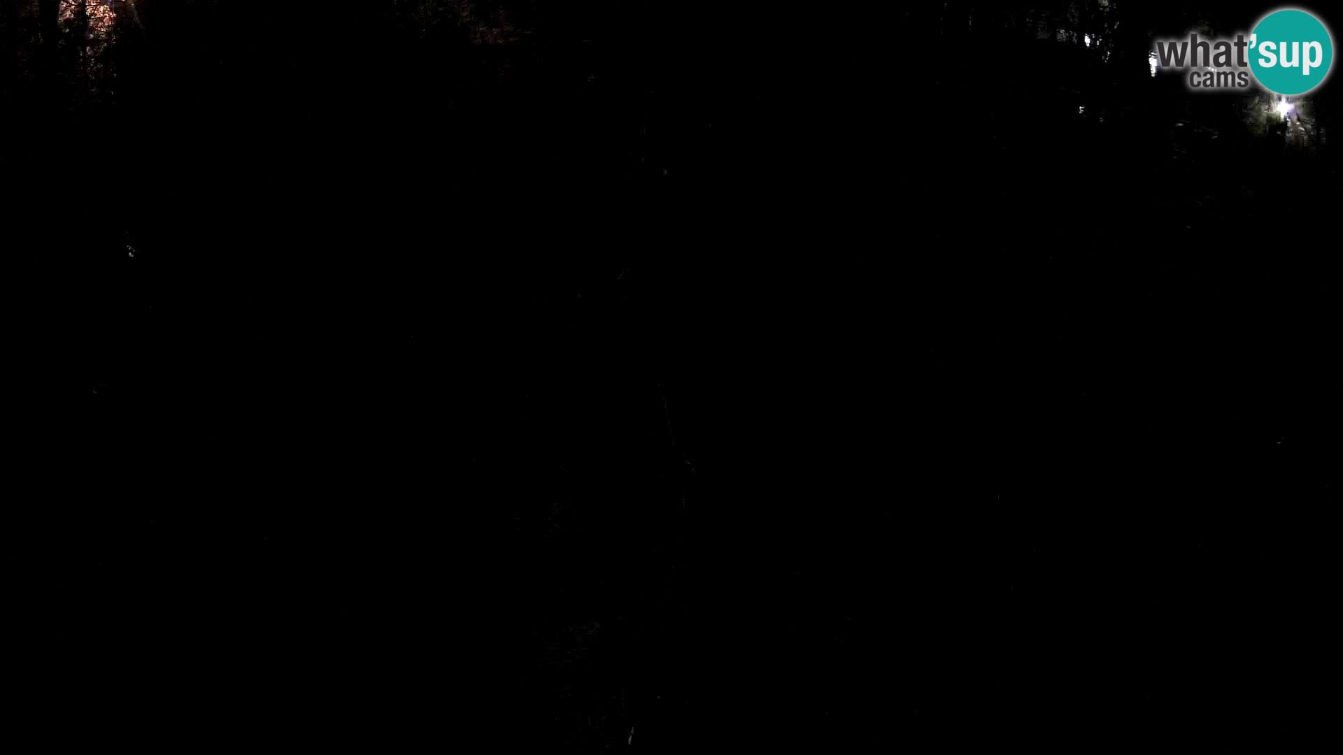 Schwarzweiße Vari Zoo Ljubljana webcam