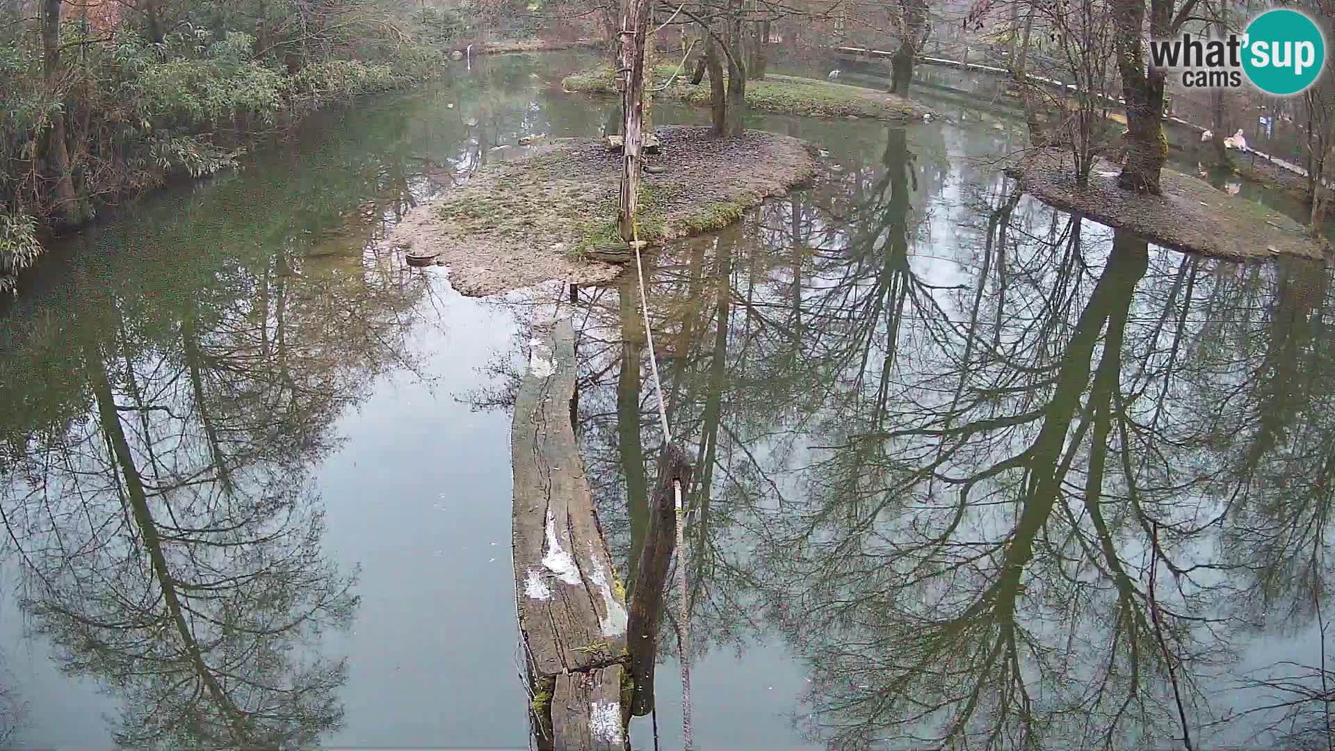 Vari noir et blanc – Ljubljana ZOO  livecam