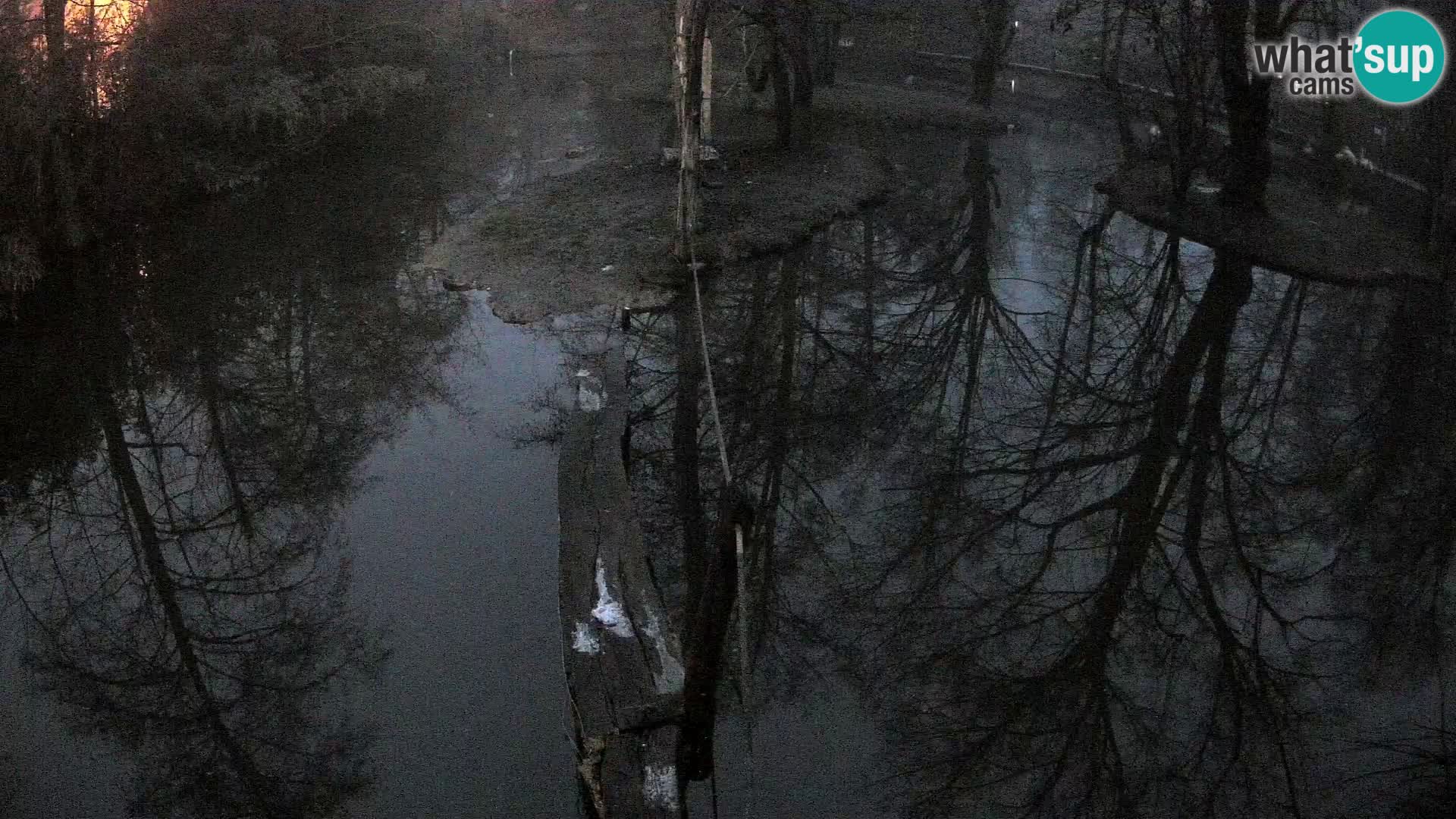 Schwarzweiße Vari Zoo Ljubljana webcam