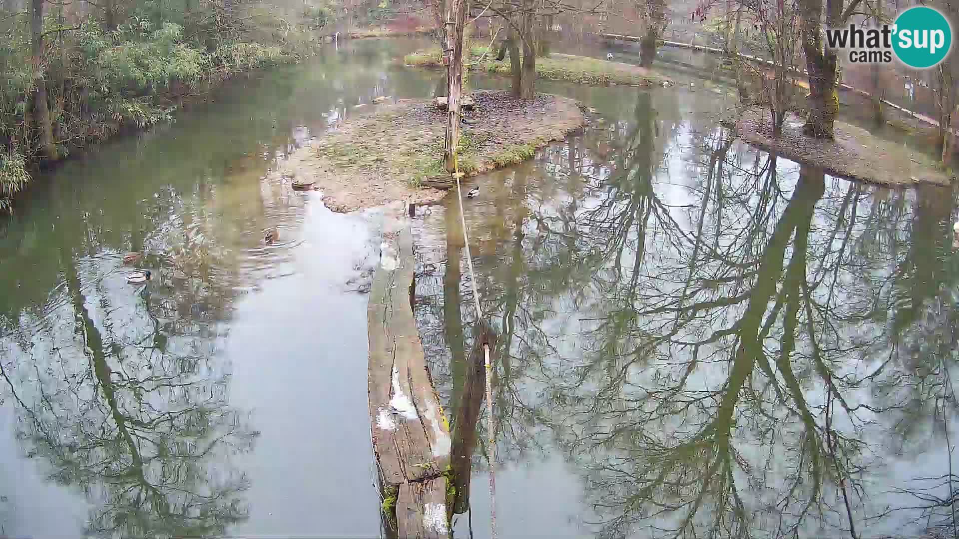 Vari noir et blanc – Ljubljana ZOO livecam