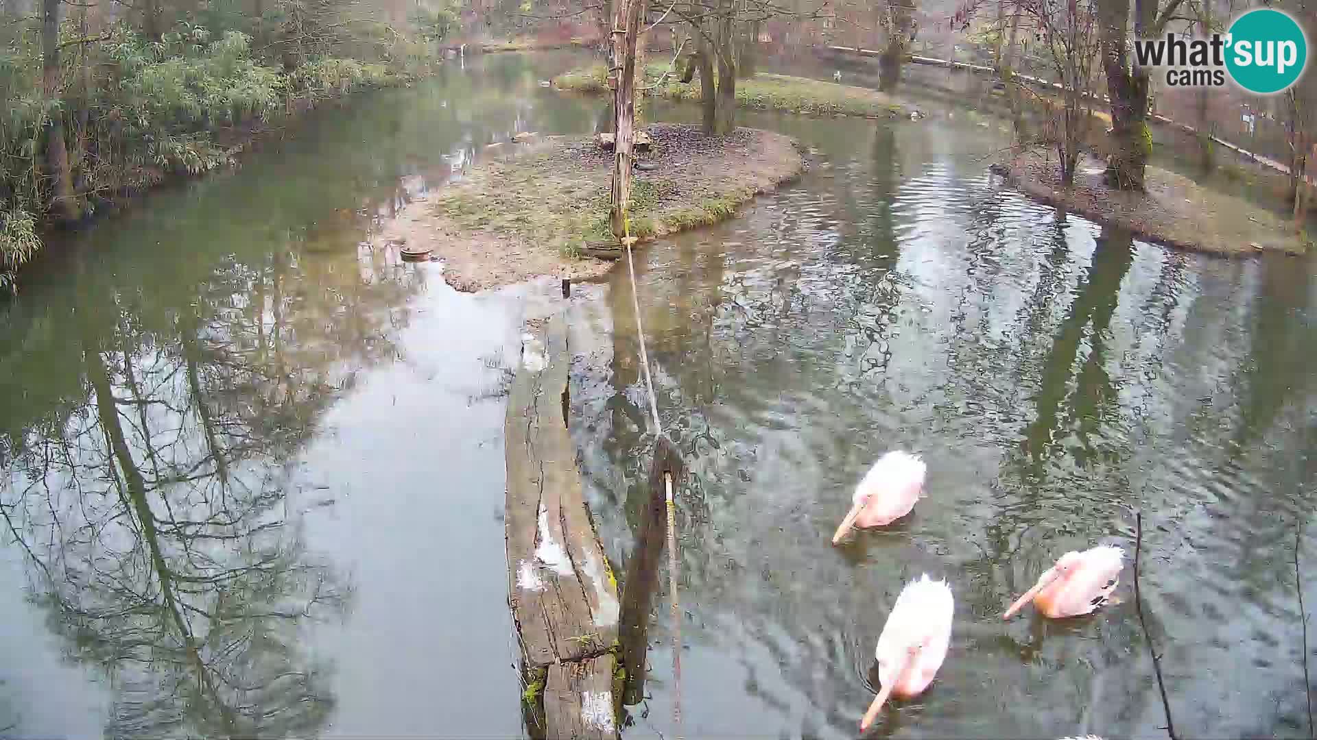 Navadni vari v živo – Ljubljana živalski vrt