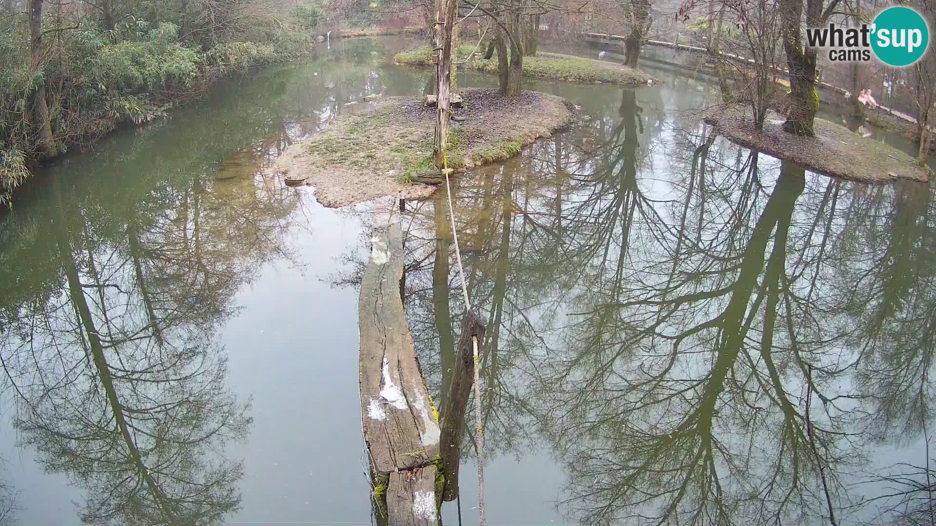 Navadni vari u živo – Ljubljana zoo