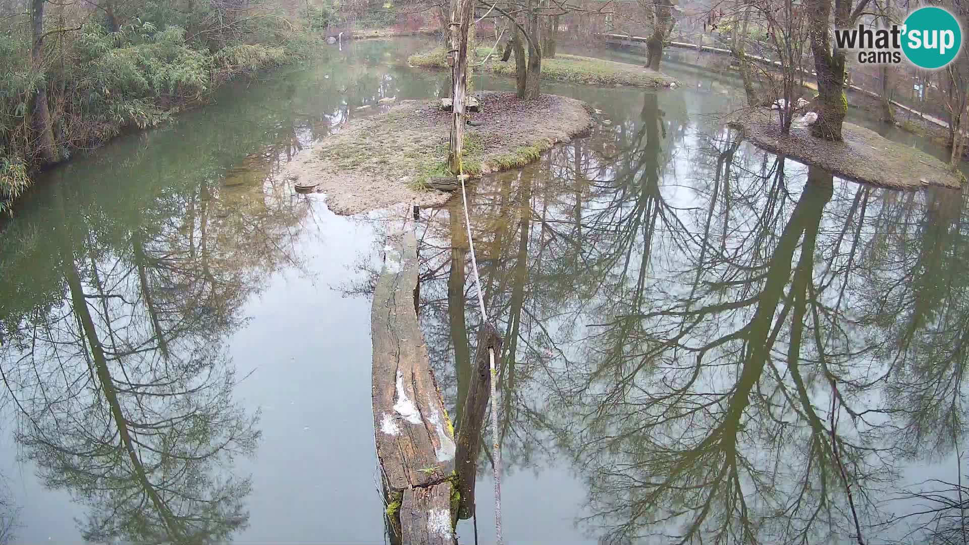 Lémur rufo blanco y negro – Ljubljana Zoo en vivo