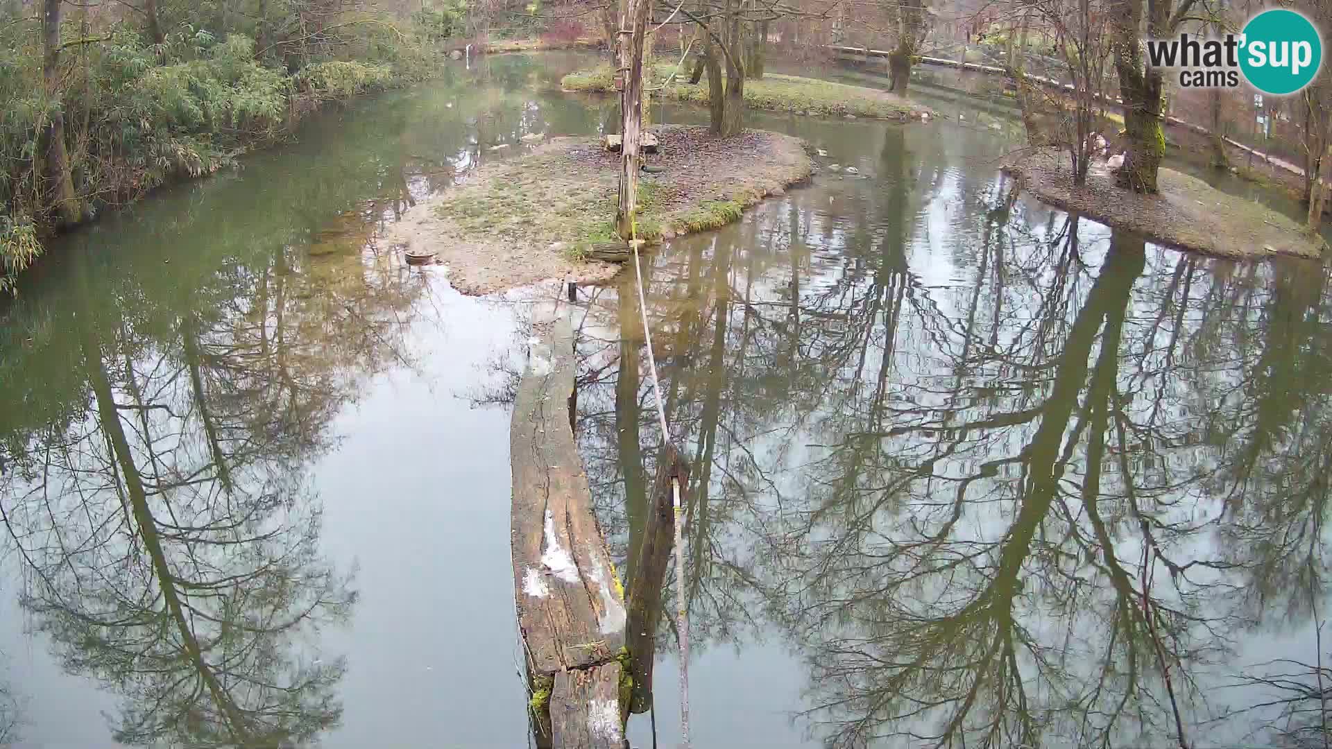 Navadni vari u živo – Ljubljana zoo