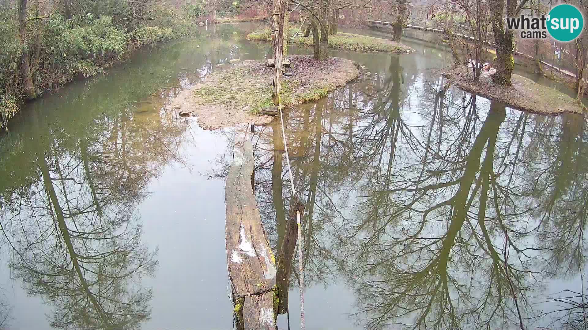 Black and white ruffed lemur Ljubljana Zoo live cam