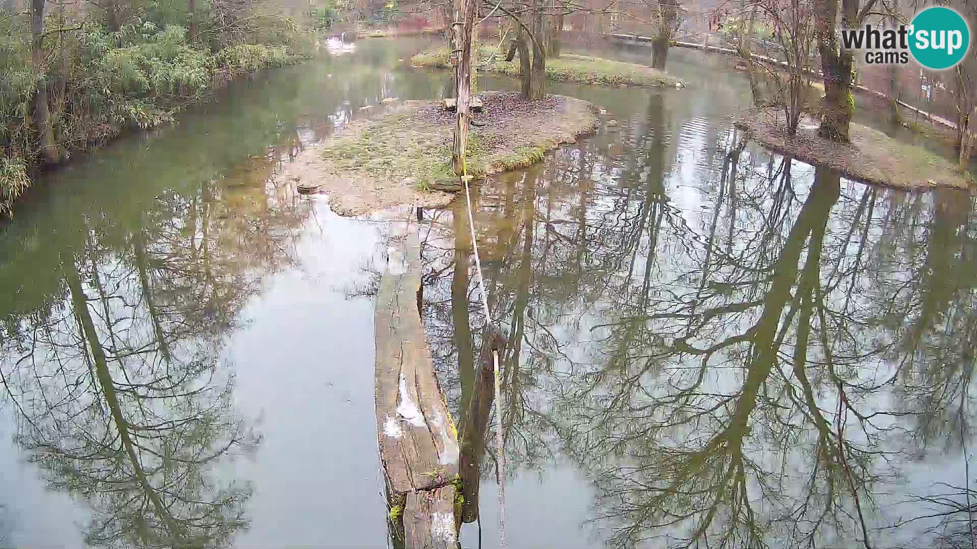 Vari bianconero Zoo Ljubljana webcam