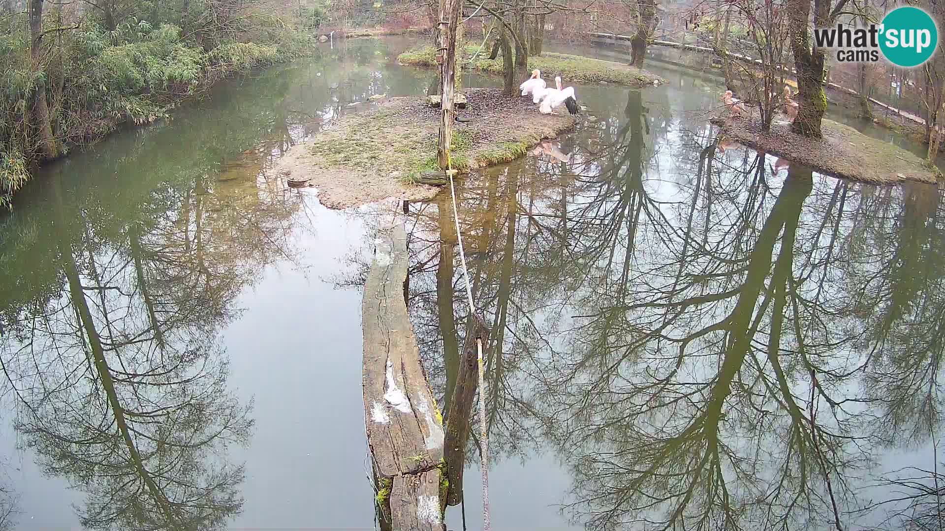 Schwarzweiße Vari Zoo Ljubljana webcam