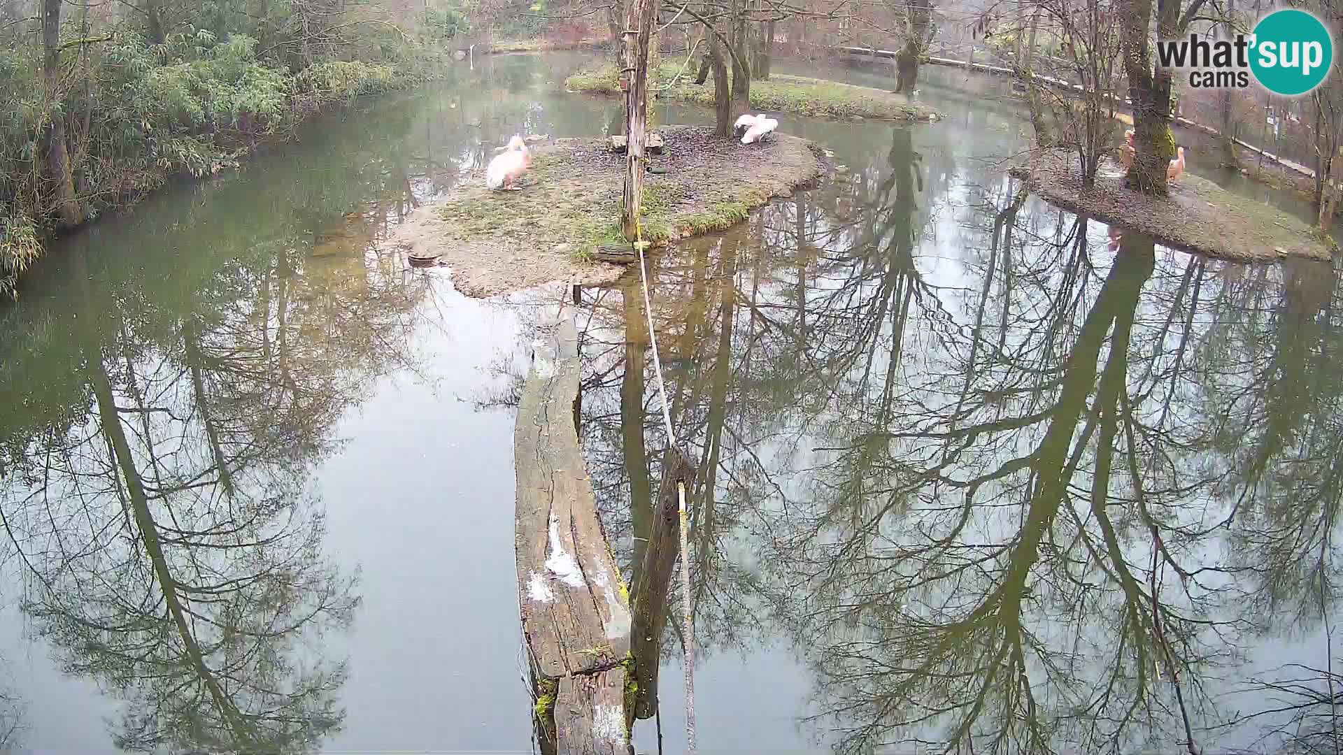 Lémur rufo blanco y negro – Ljubljana Zoo en vivo