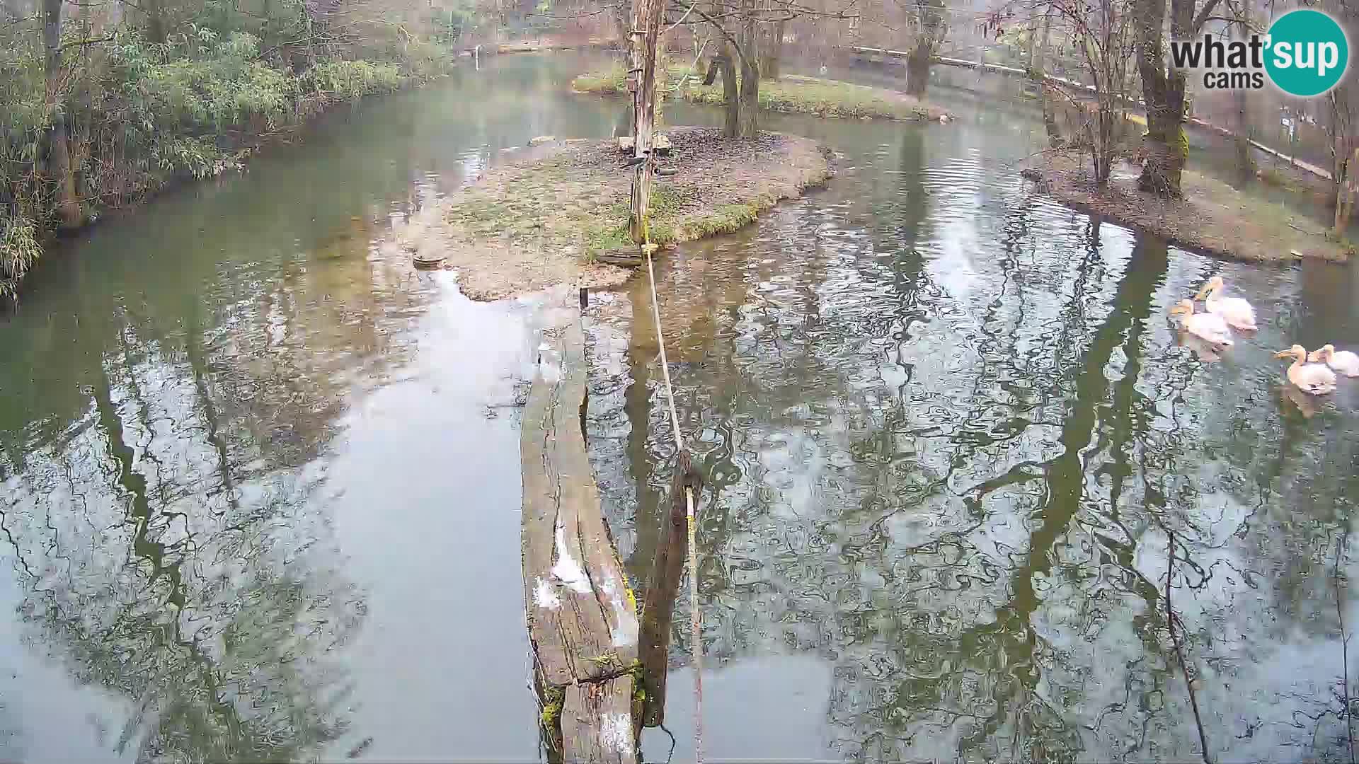 Lémur rufo blanco y negro – Ljubljana Zoo en vivo