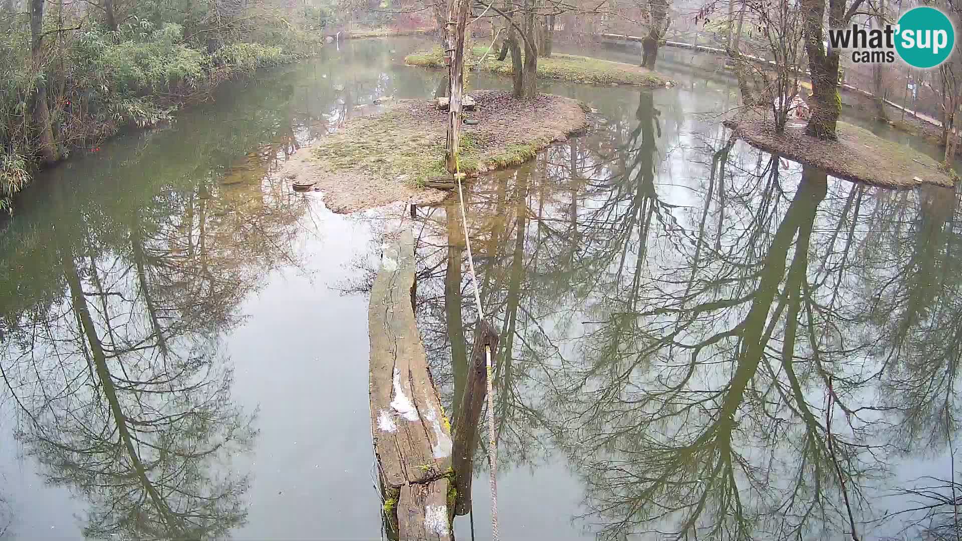 Schwarzweiße Vari Zoo Ljubljana webcam